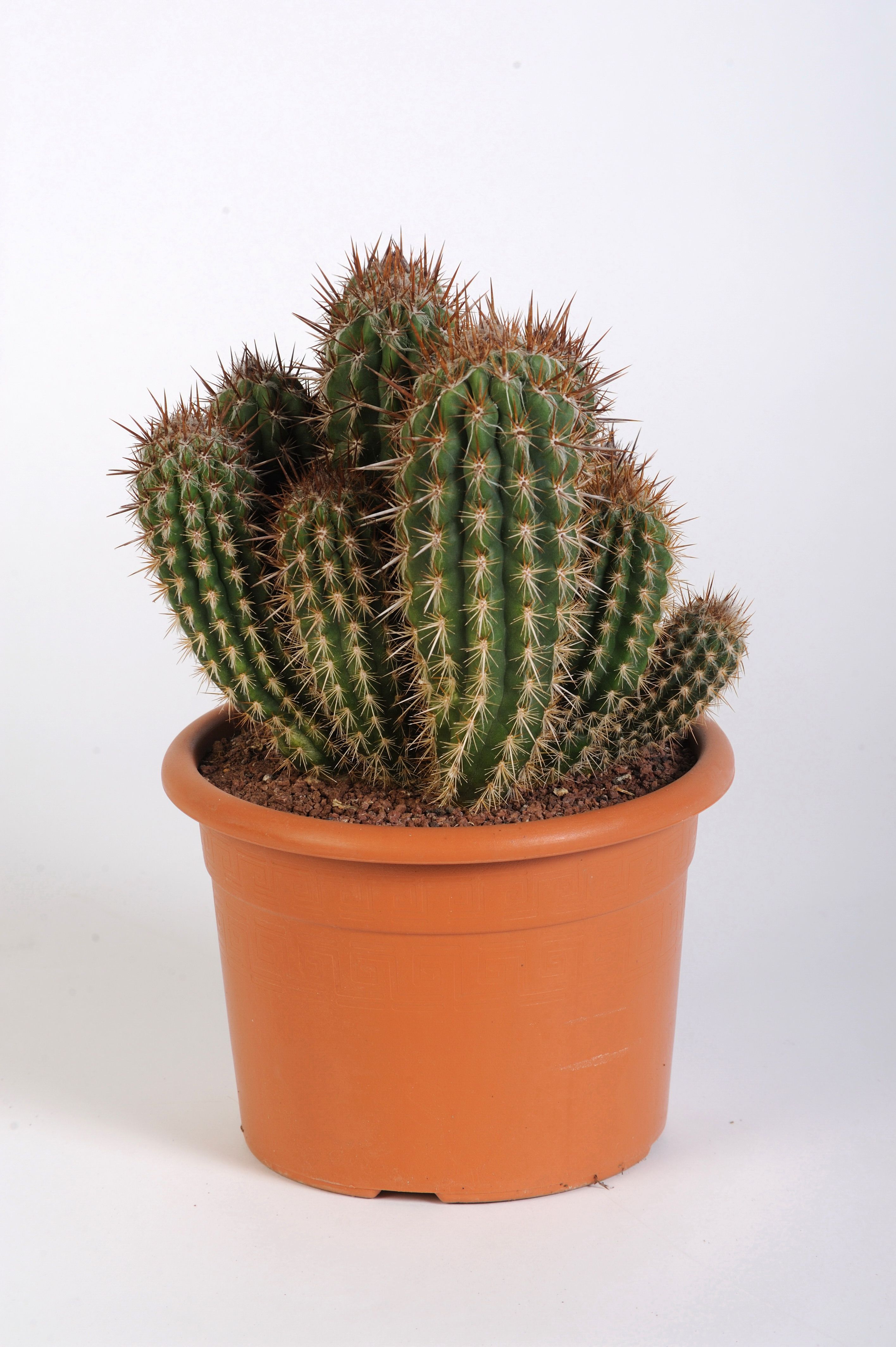 Изображение товара Кактус микс D21 H40 - Уникальное комнатное растение