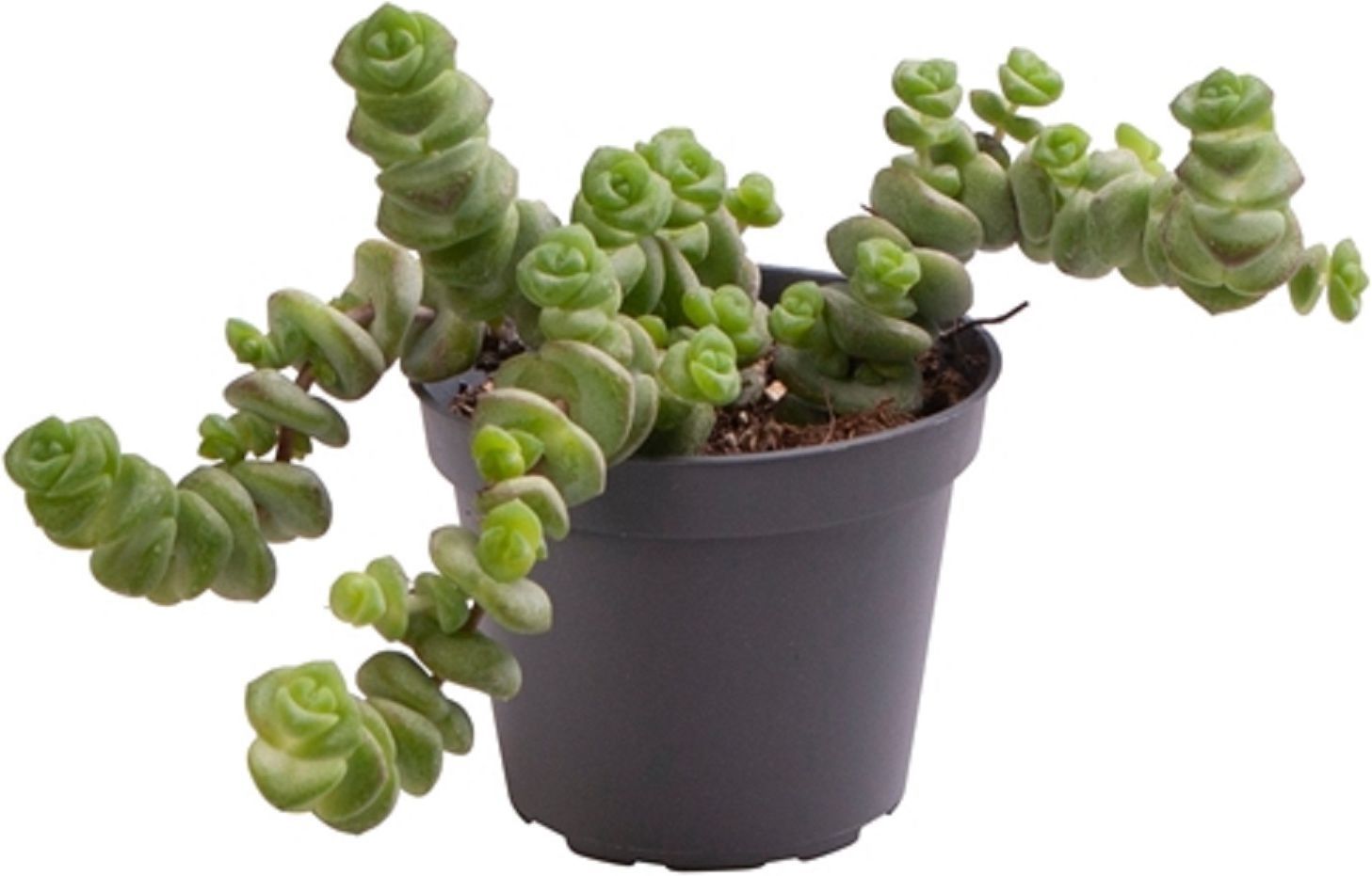 Изображение товара Растение Крассула Крассула марнье D12 H12