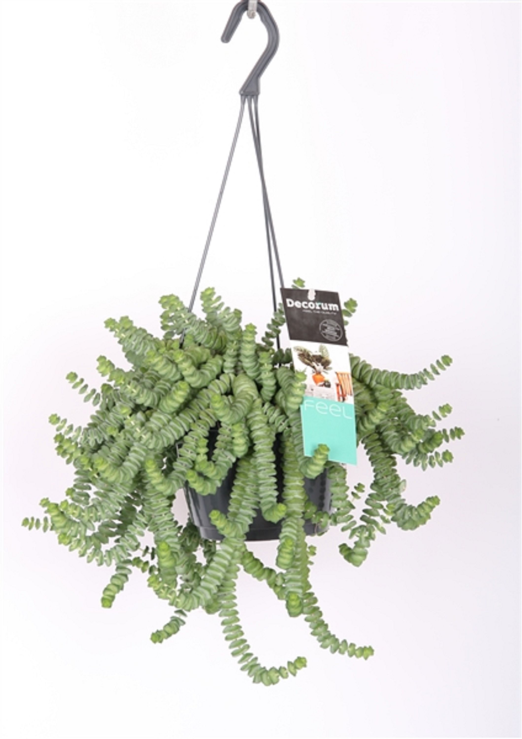 Изображение товара Растение Крассула марнье подвесное D14 H30 - декоративное растение