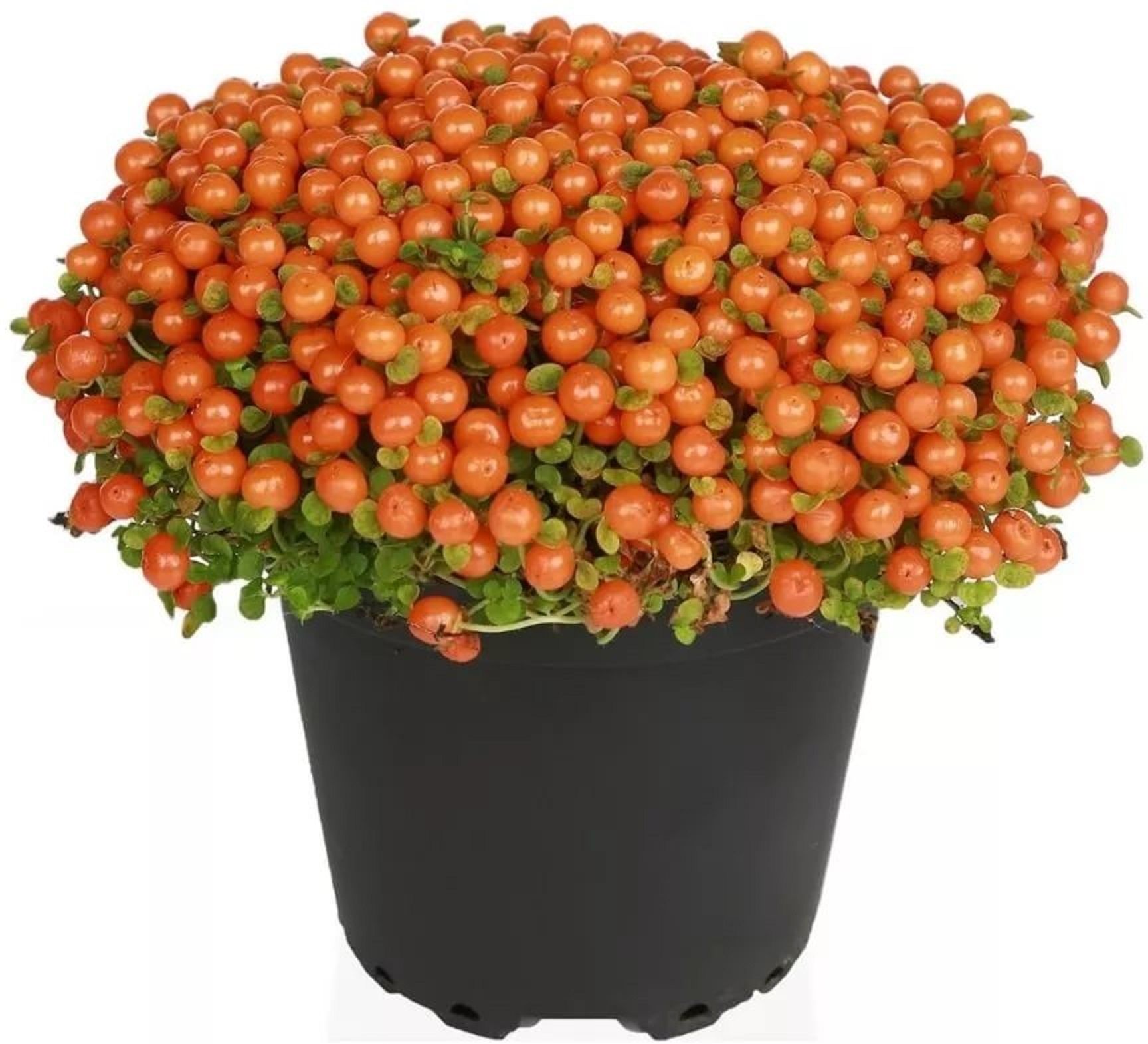 Изображение товара Растение Нертера гранадензи с микс D8 H20 - декоративное растение