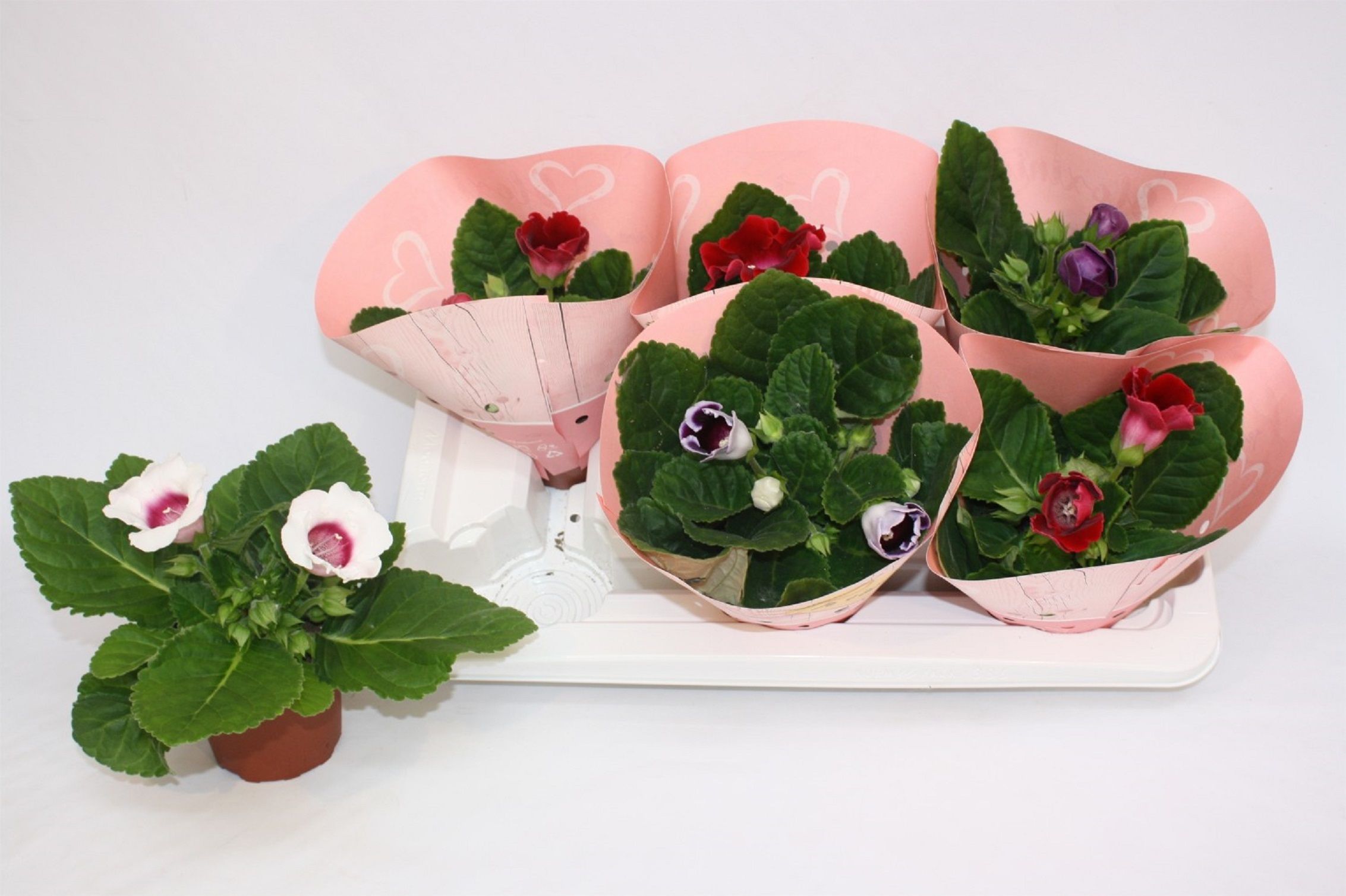 Изображение товара Растение Синнингия микс D10,5 H20 декоративное цветущее