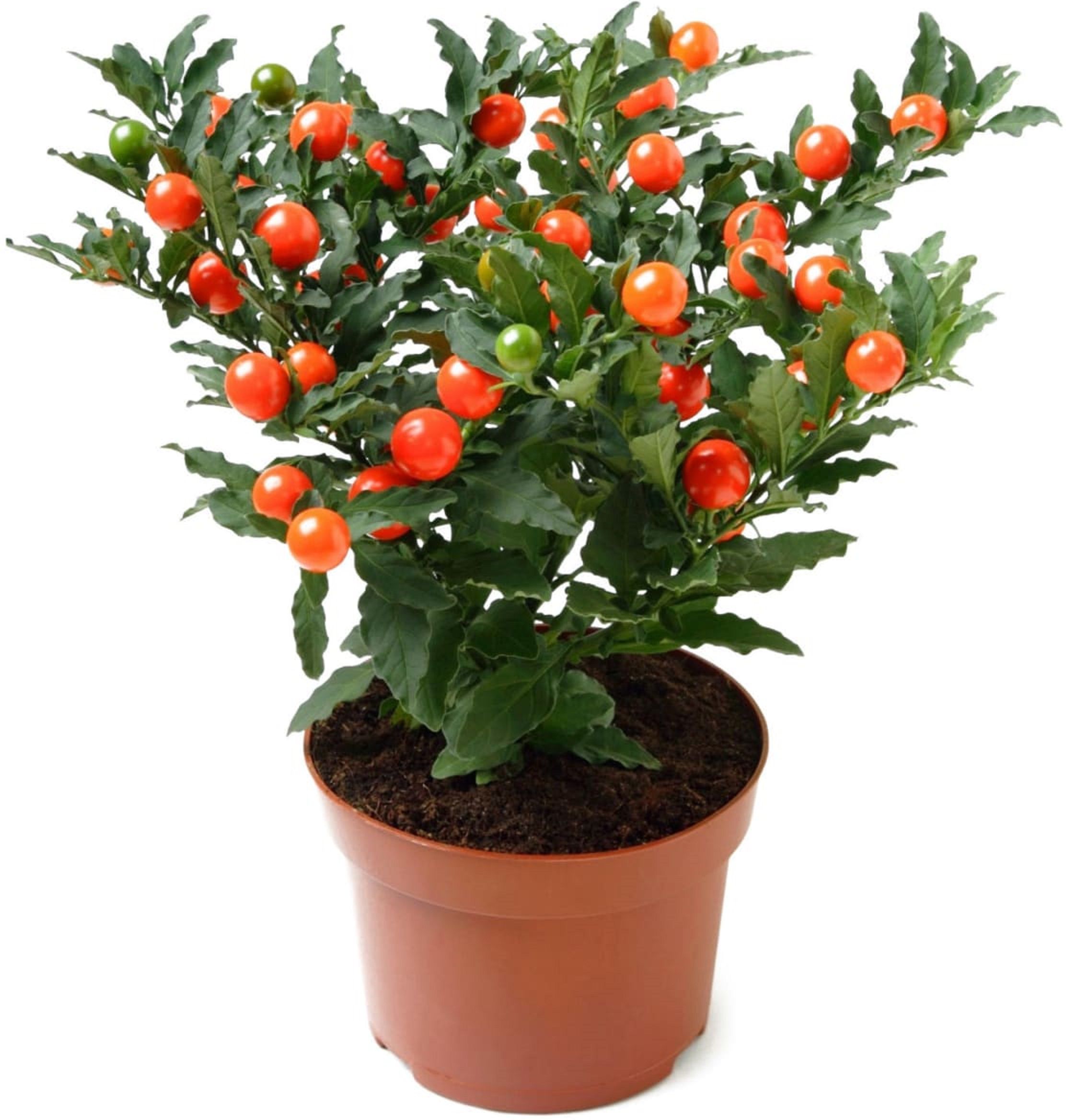 Изображение товара Растение Солянум псевдокапс икум D12 H25 - идеальный декор для дома