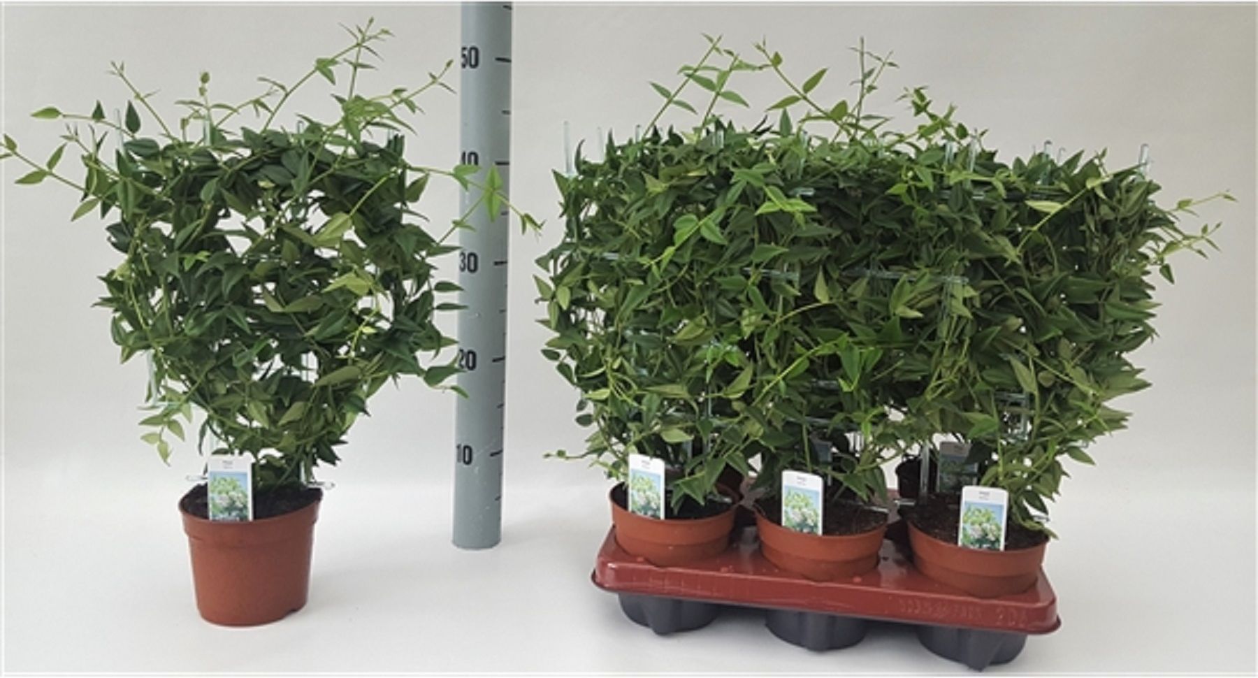 Изображение товара Растение Хойя белла D12 см H35 см