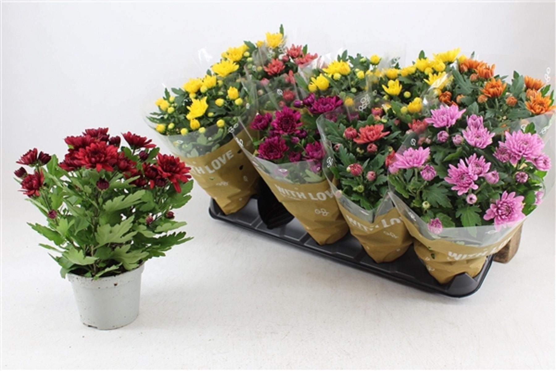 Изображение товара Растение Хризантема махровая деко микс D12 H30 яркое декоративное растение