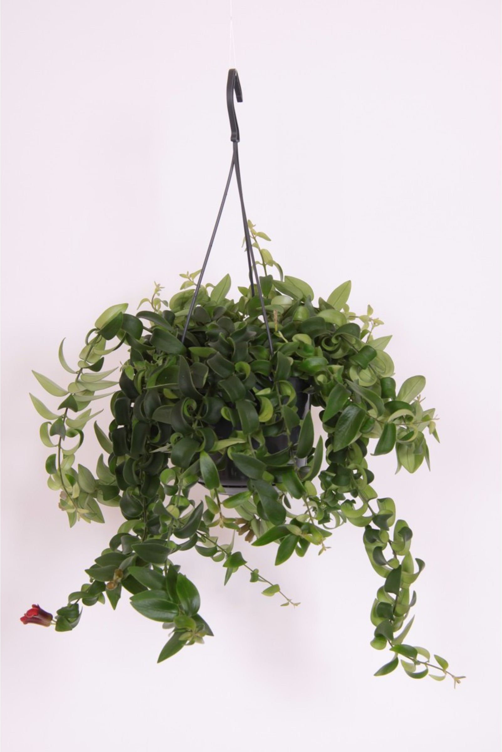 Изображение товара Растение Эсхинантус раста D15 H45 яркое декоративное растение для интерьера