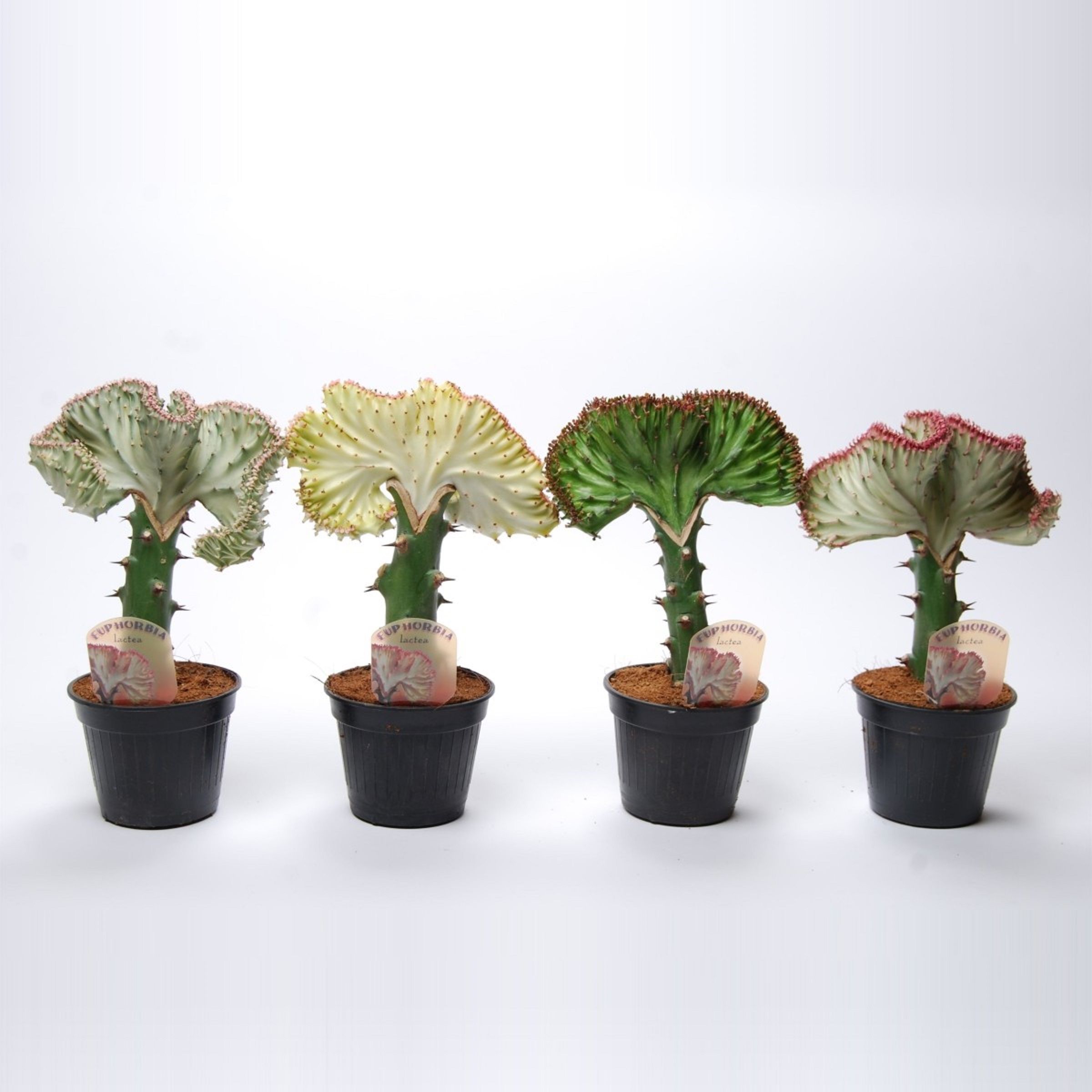 Изображение товара Искусственное растение Эуфорбия кристата D8,5 H25 для декора интерьера