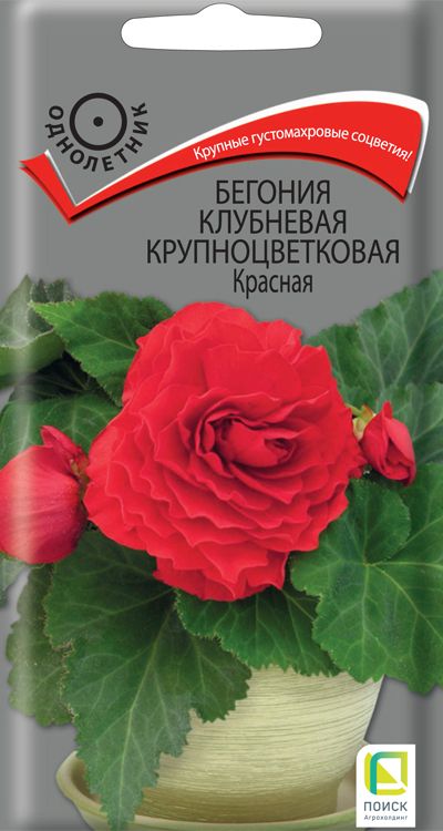 Изображение товара Семена Бегония Крупноцветковая Красная 5 Шт