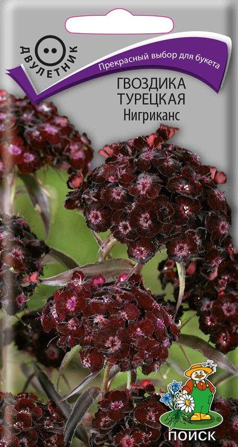 Изображение товара Семена Гвоздика Турецкая Нигриканс 0,3 г