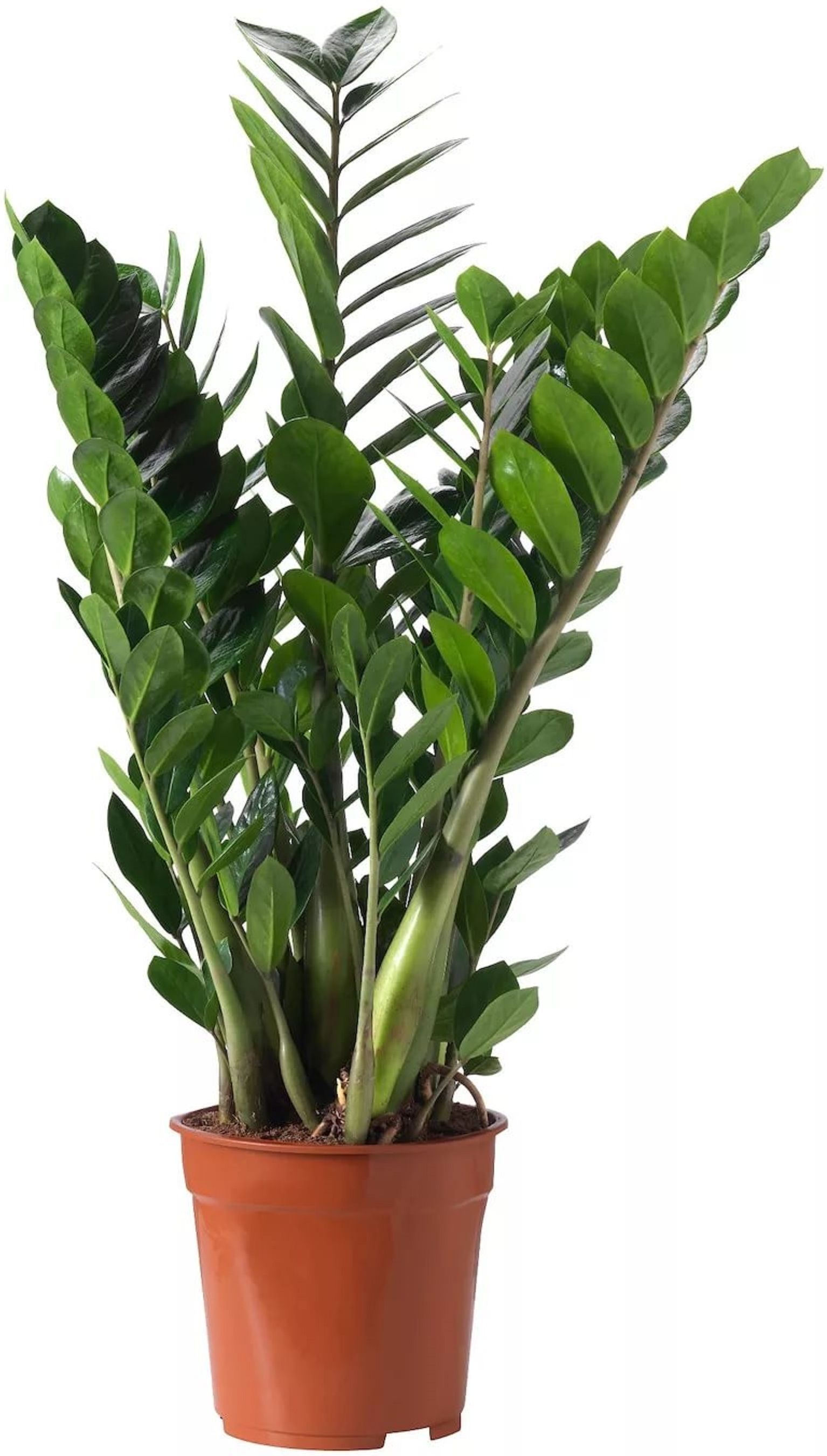 Изображение товара Растение Замиокулкас D17 H80 см