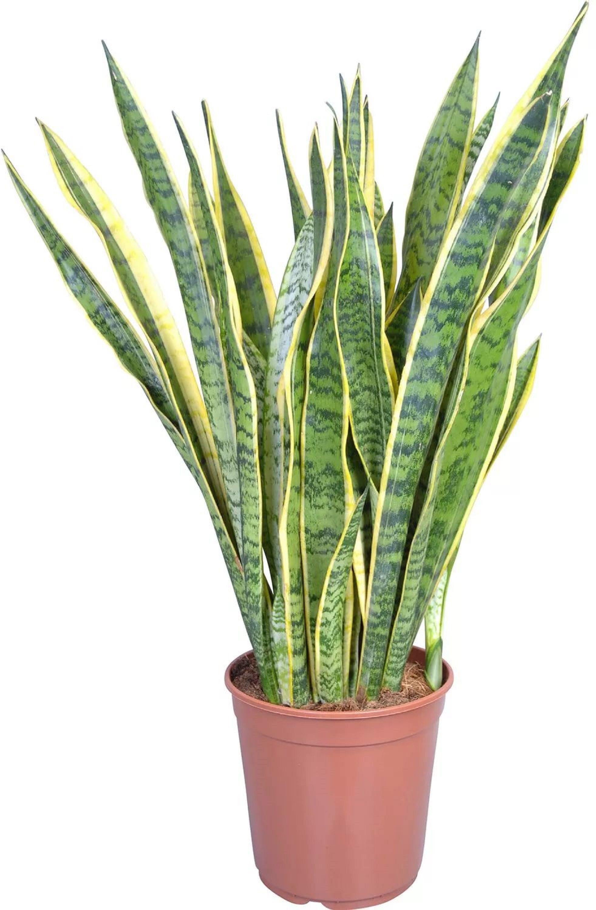Изображение товара Растение Сансевиерия микс D25 H90 см - декоративное интерьерное растение