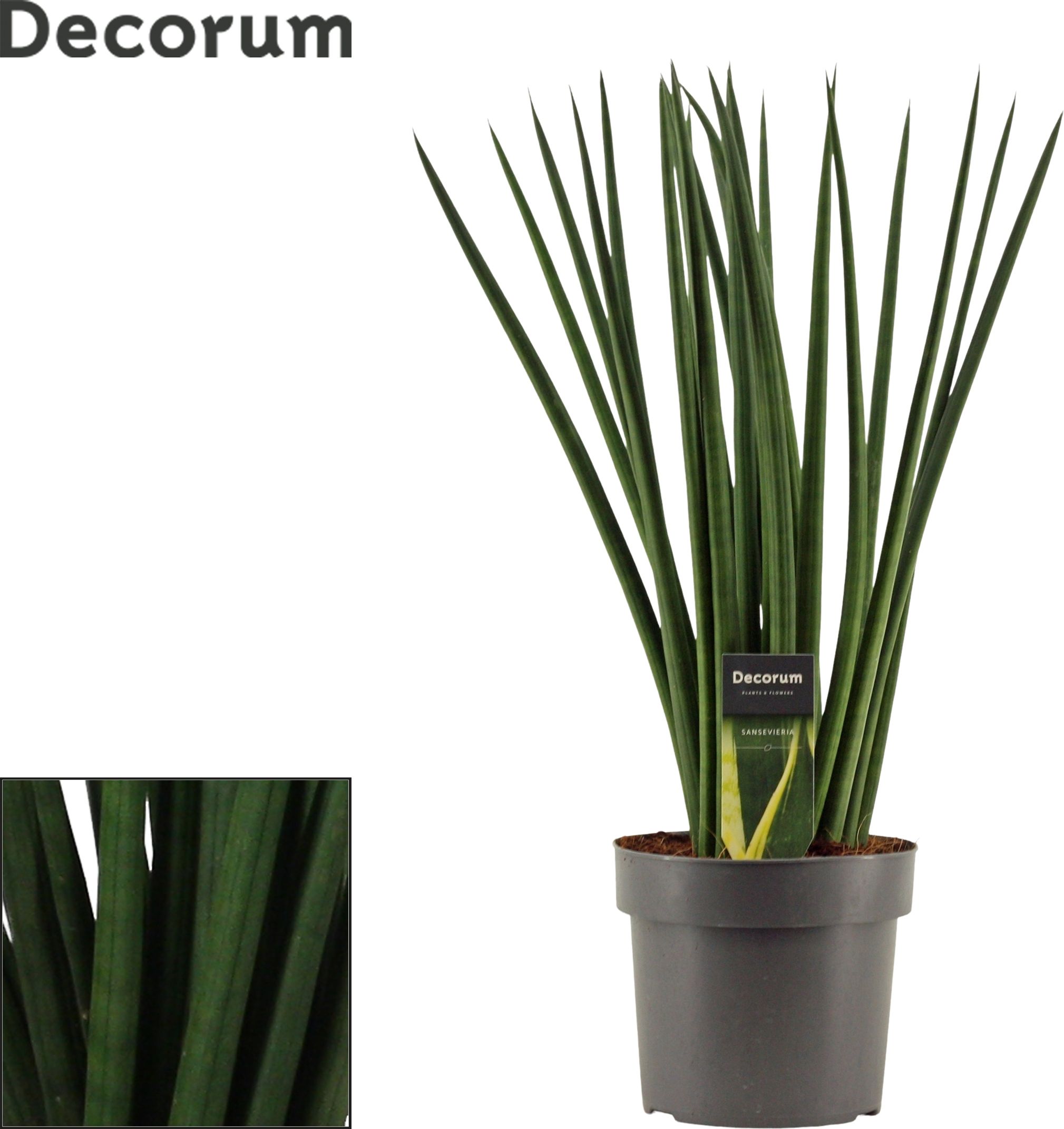 Изображение товара Декоративное растение Сансевиерия спагетти D17 H70 см - легкое в уходе оригинальное украшение