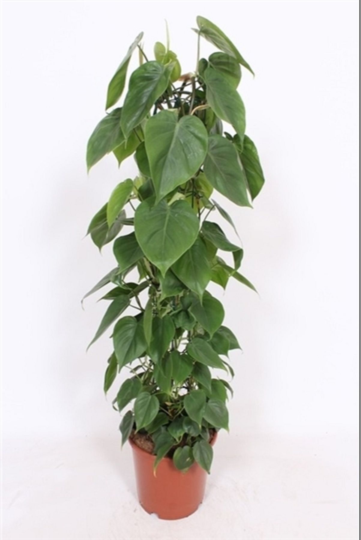 Изображение товара Декоративное растение фило дендрон сканденс D24 H120 см для интерьера и сада