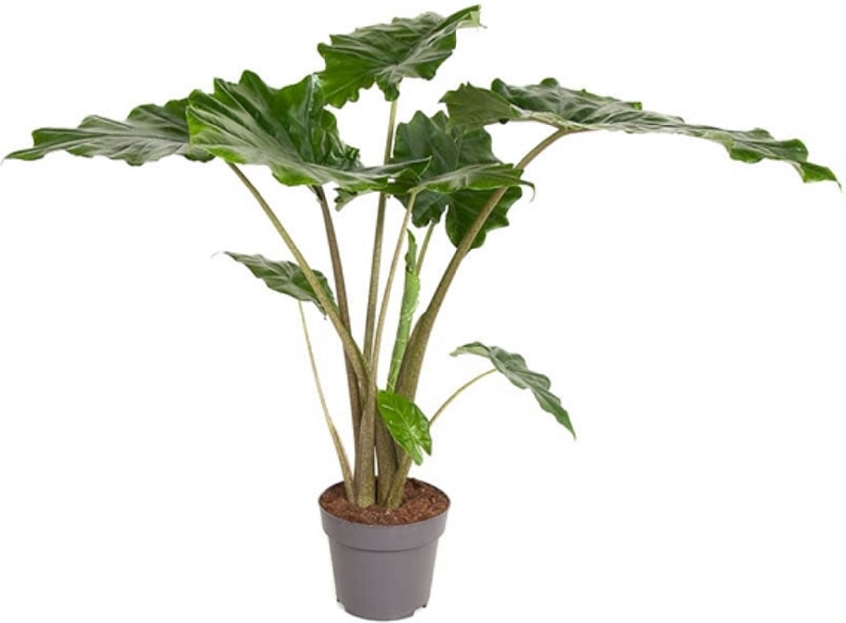 Изображение товара Растение Алоказия портодора D24 H100 см декоративное для интерьера и сада