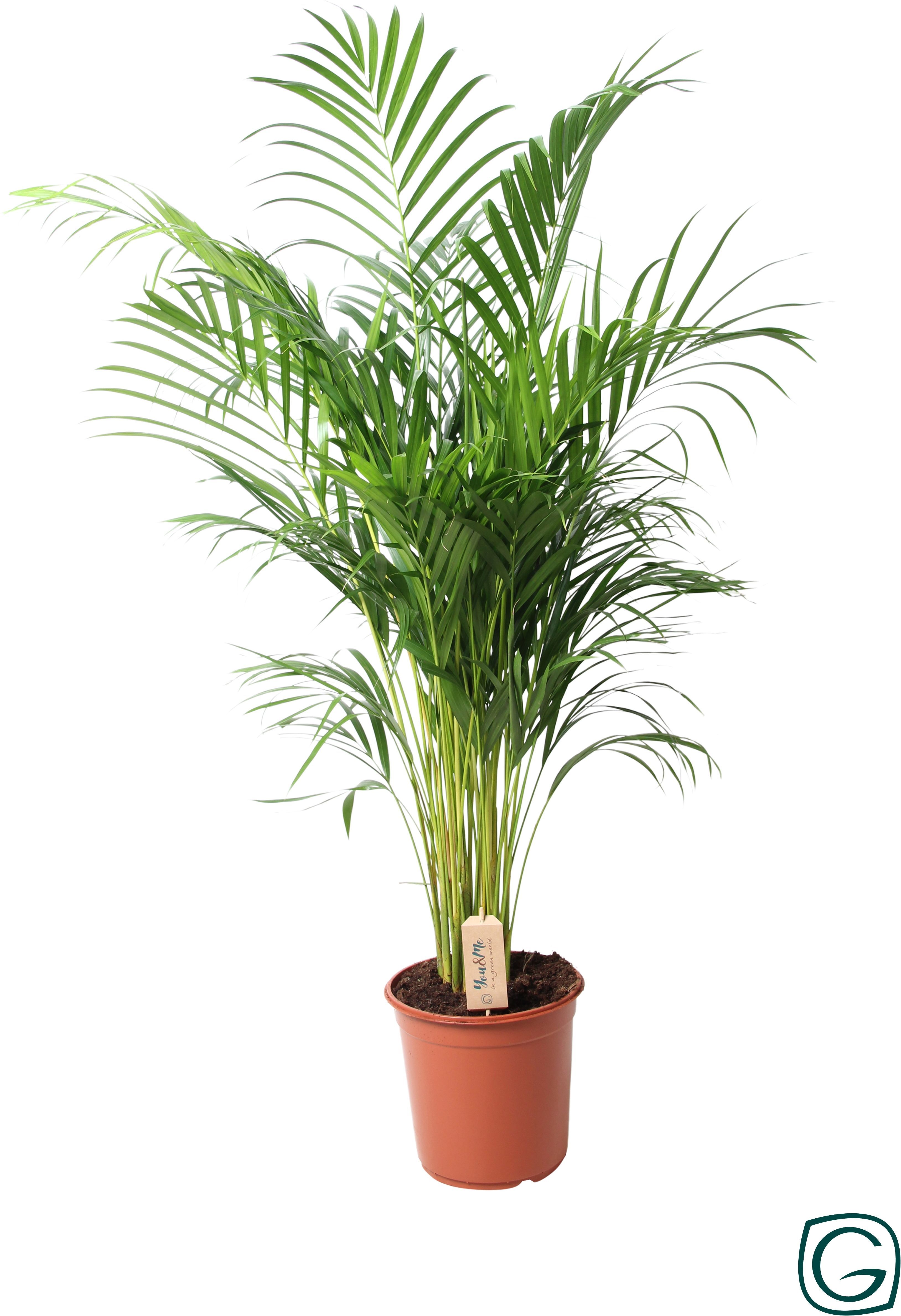 Изображение товара Арека хризалидокарпус D24 H120 см - тростниковая пальма для дома