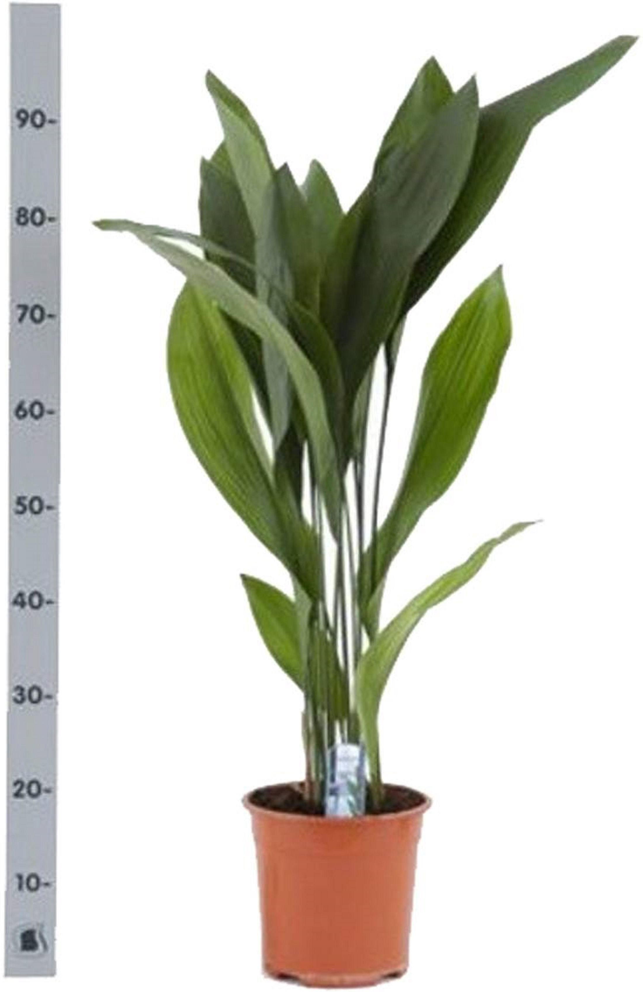 Изображение товара Растение аспидистра элатиор D21 H95 см для декора