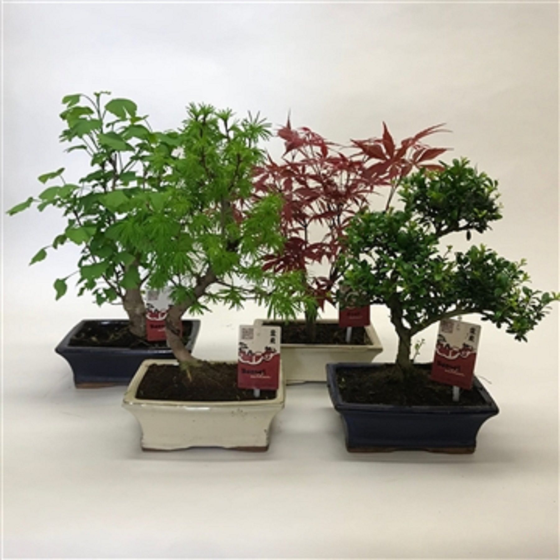 Изображение товара Растение Бонсай Бонсай микс D20 H30 см - красивый элемент интерьера