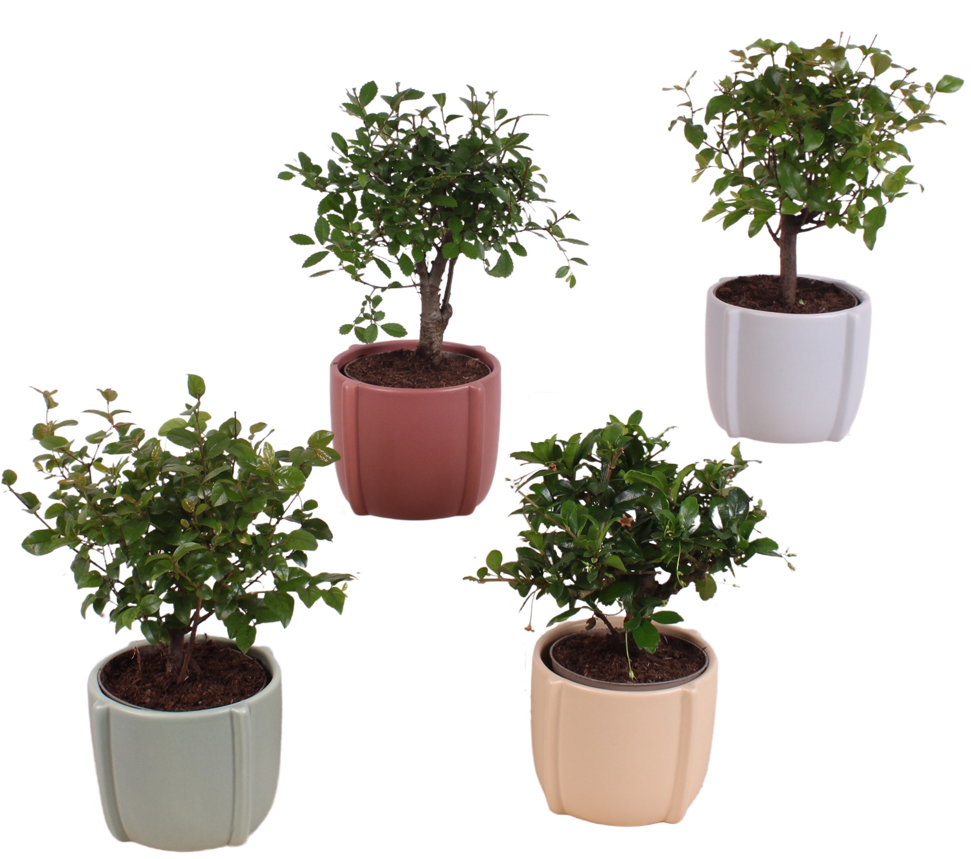 Изображение товара Бонсай в круглой керамике d12 h45 - декоративное комнатное растение с уходом