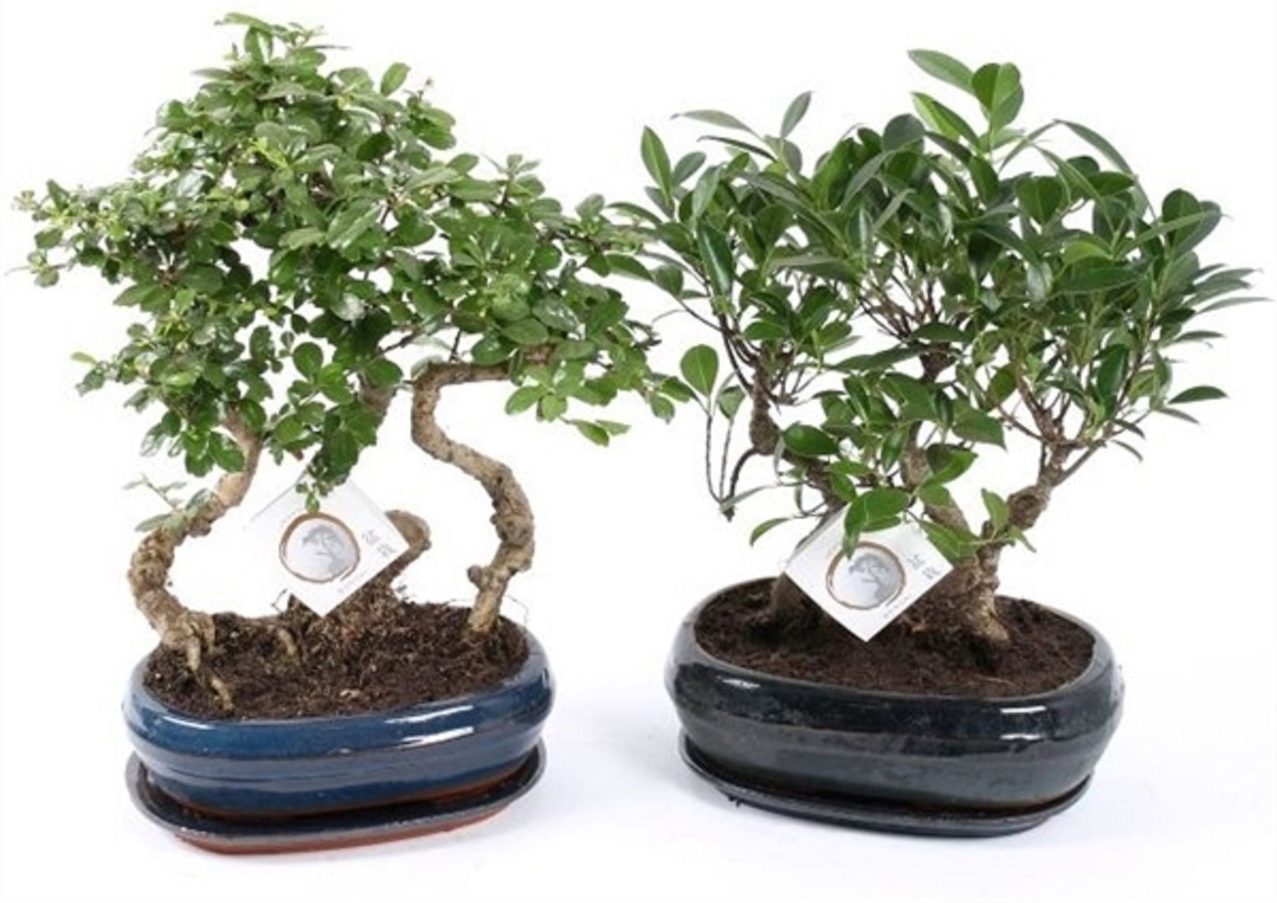 Изображение товара Растение Бонсай в овальной керамике D26 H25 см