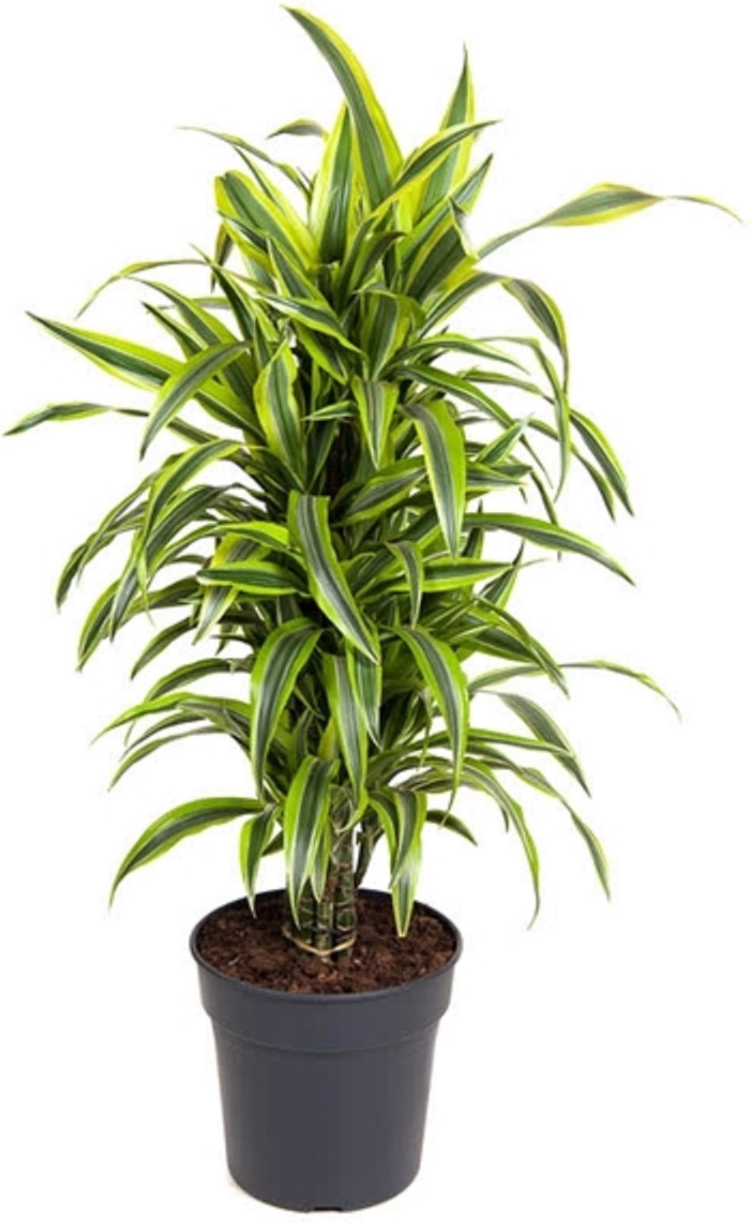 Изображение товара Растение Драцена лем.лайм бранч D27 H150 см декоративное