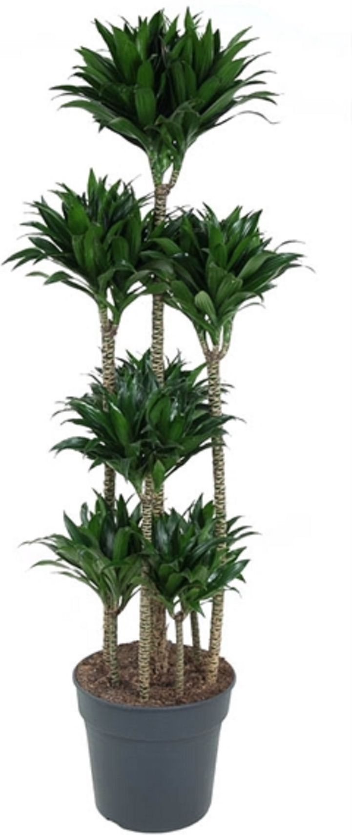Изображение товара Растение Драцена карусель D32 H160 см комнатное растительное изделие