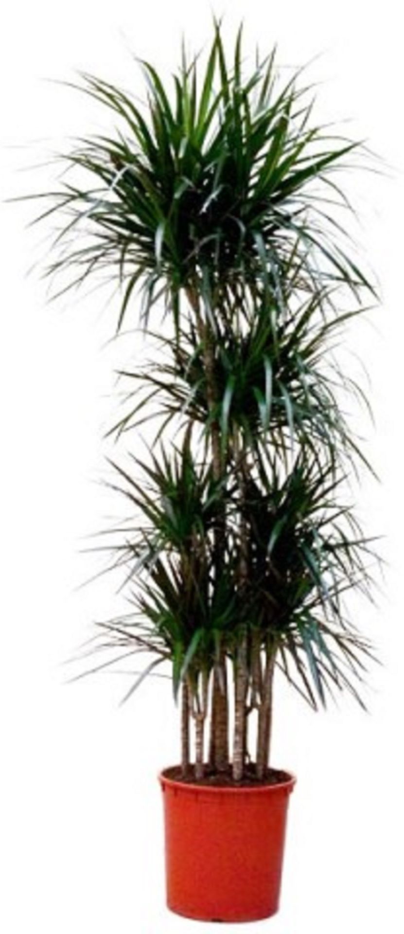 Изображение товара Растение Драцена маргината 5 стволов D30 H190 см для интерьера