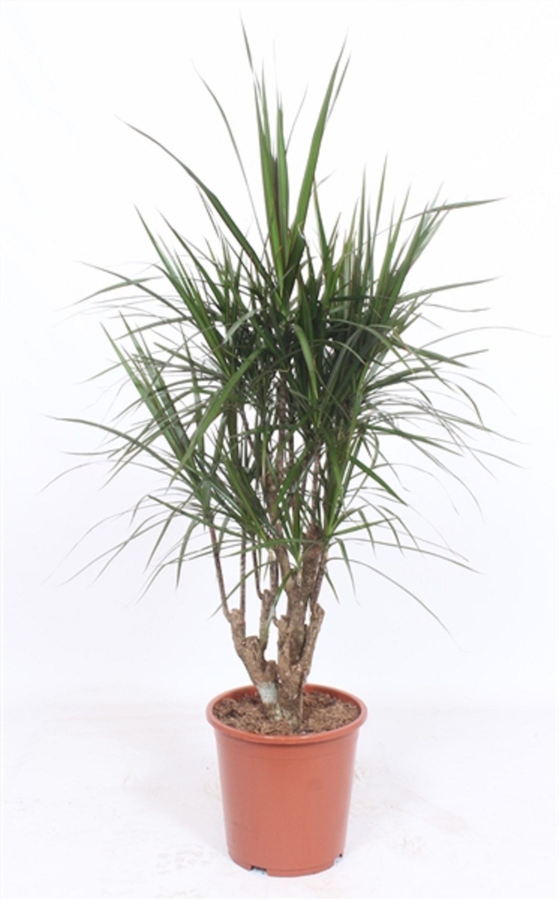 Изображение товара Растение Драцена маргината бранч D27 H130 см - эффектное комнатное растение