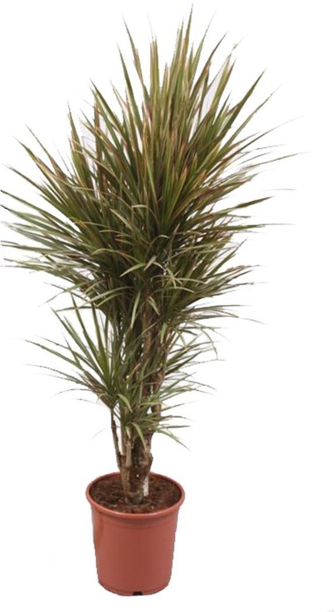 Изображение товара Драцена маргината бранч D32 H170 см - стильное комнатное растение