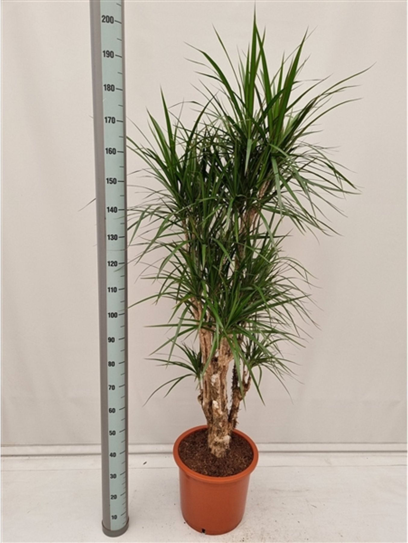 Изображение товара Драцена маргината вертакт D27 H120 см - Красивое декоративное растение