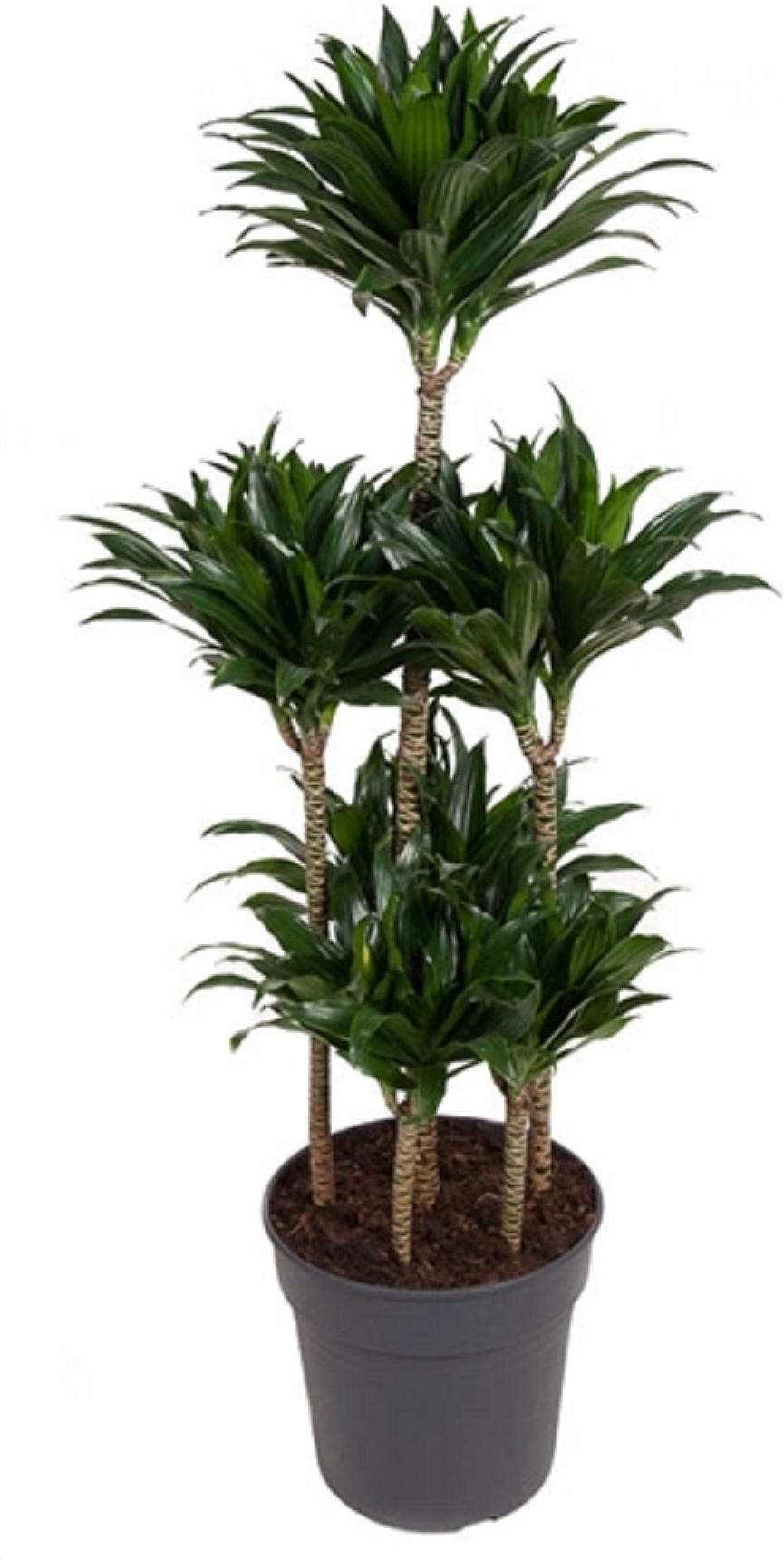 Изображение товара Комнатное декоративное растение Драцена 140 см, карусель, Mix цветов