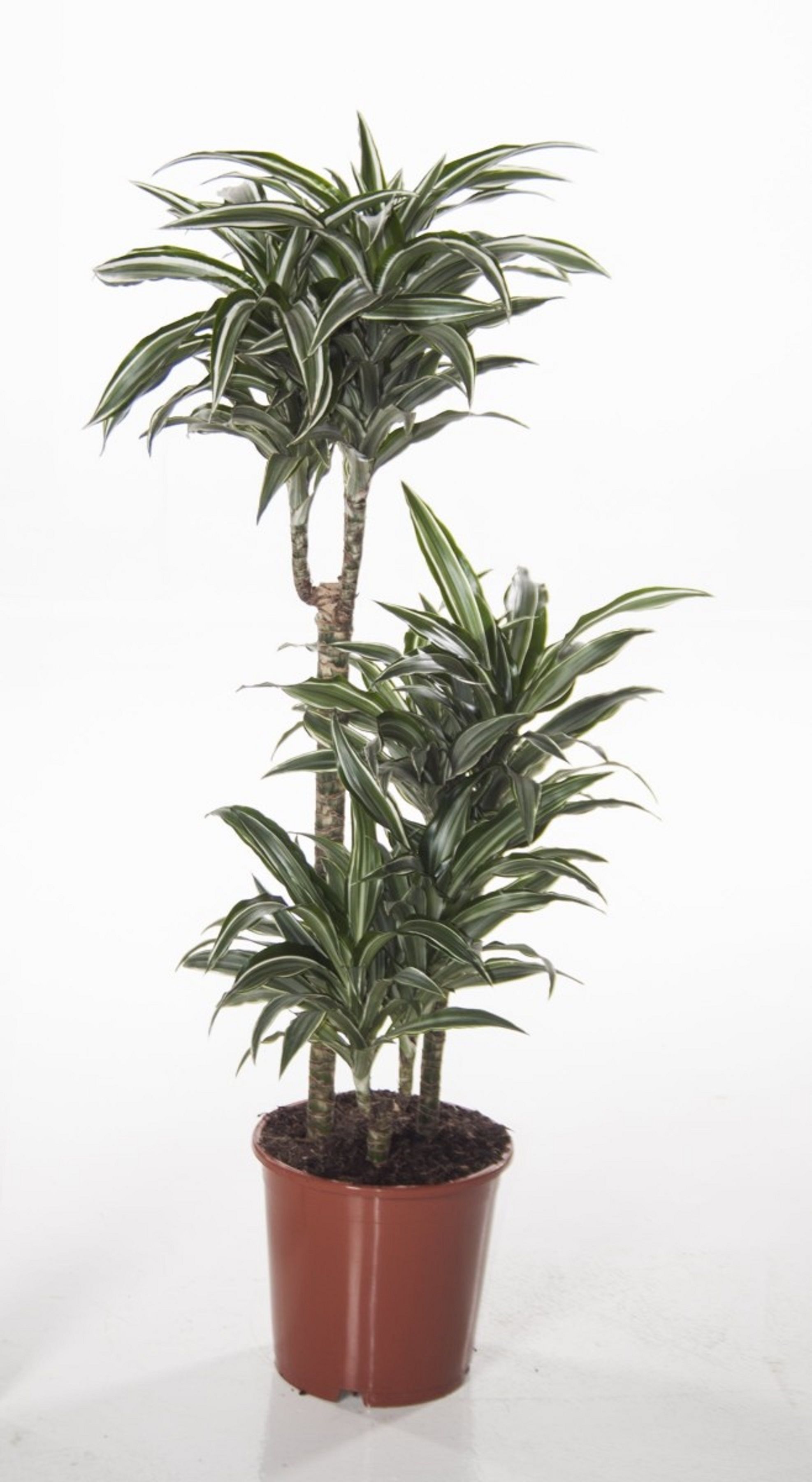 Изображение товара Декоративное растение Драцена фр.компак та 3ст D24 H150 см для интерьера