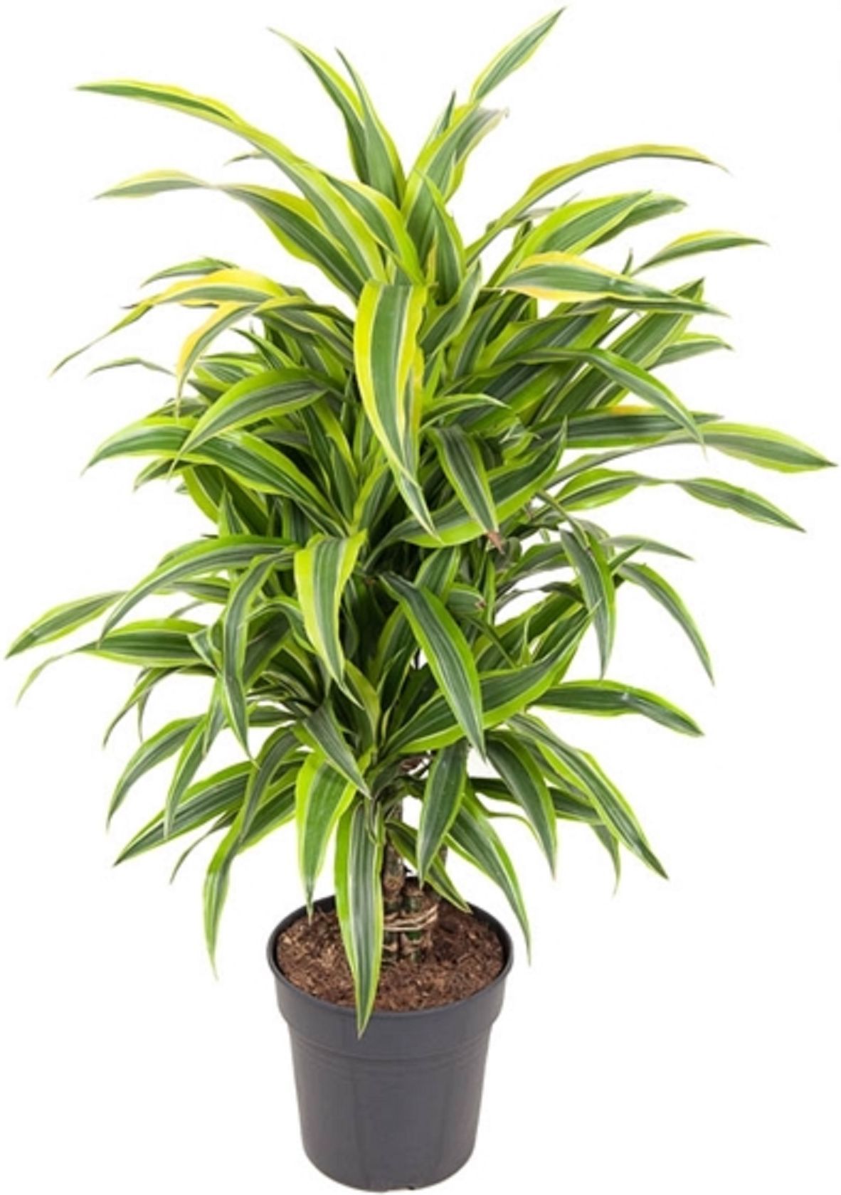 Изображение товара Растение Драцена фр. лемон лайм D24 H120 см - комнатное растение для интерьера