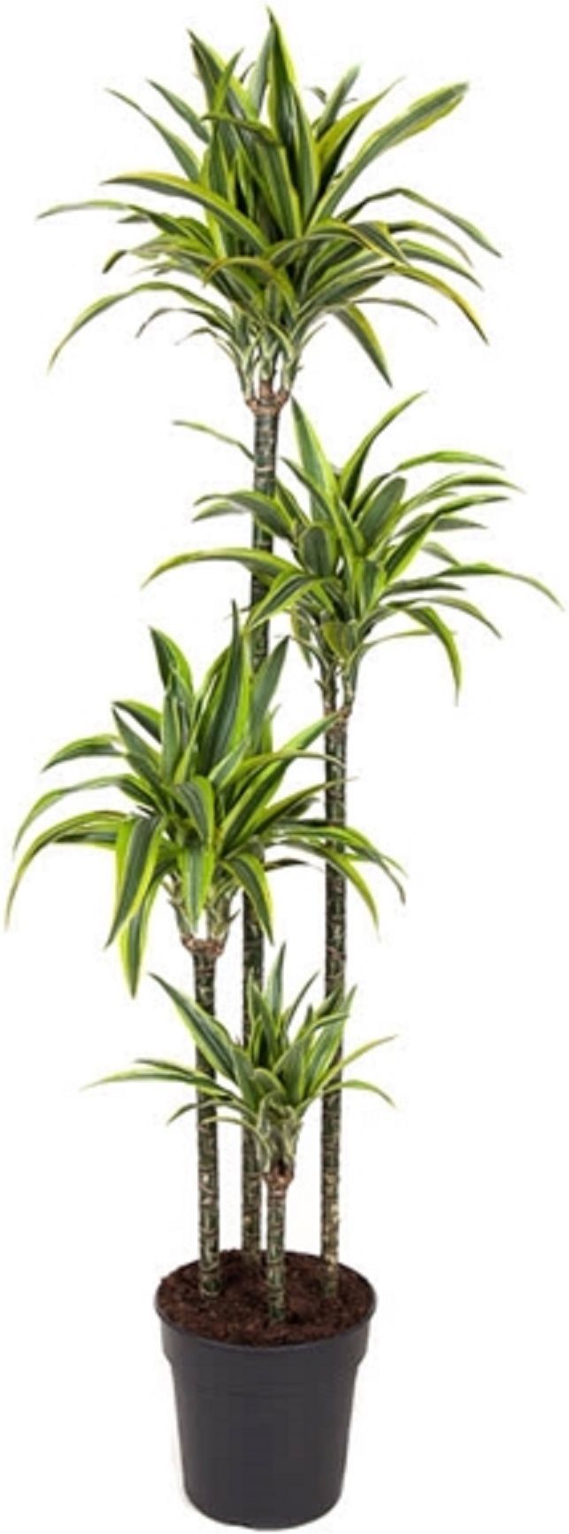 Изображение товара Растение Драцена фр.лемон лайм D27 H180 см