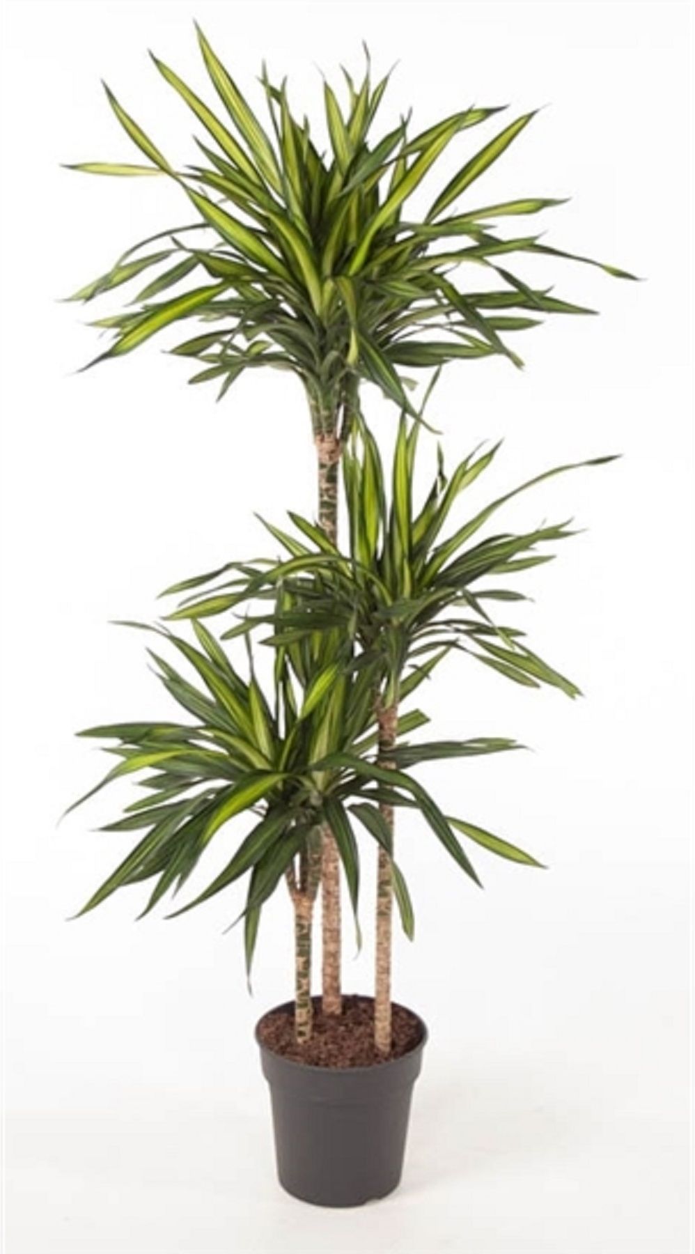 Изображение товара Растение Драцена фр.рики штамб D24 H140 см декоративное