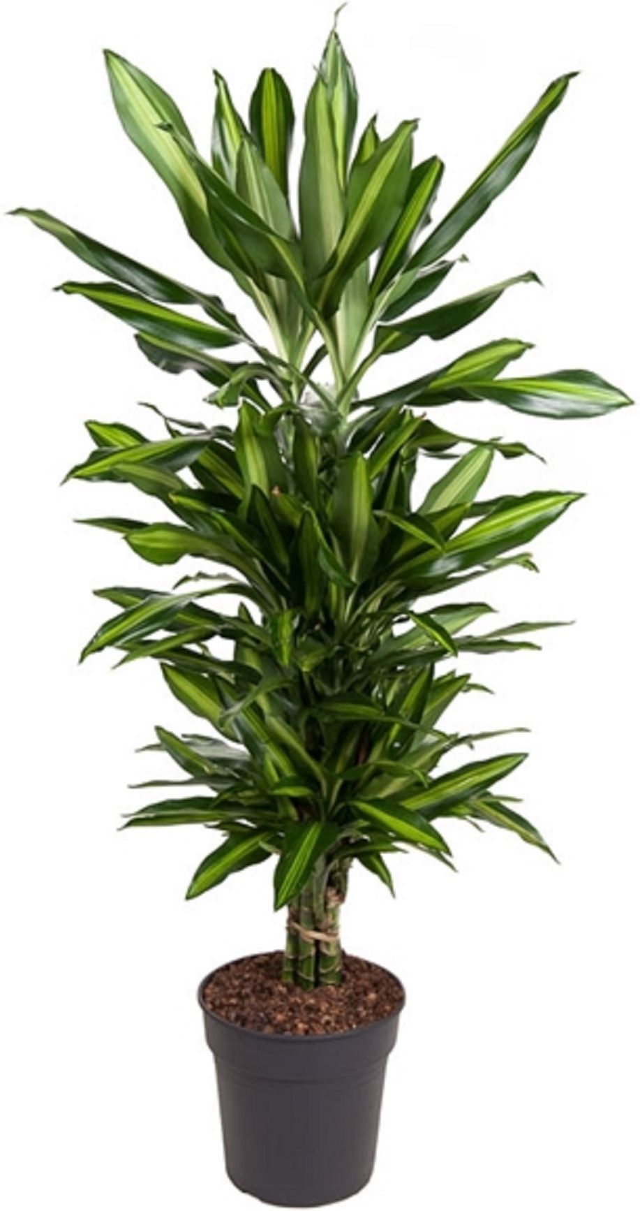 Изображение товара Драцена фр.синто вертакт D24 высота 120 см