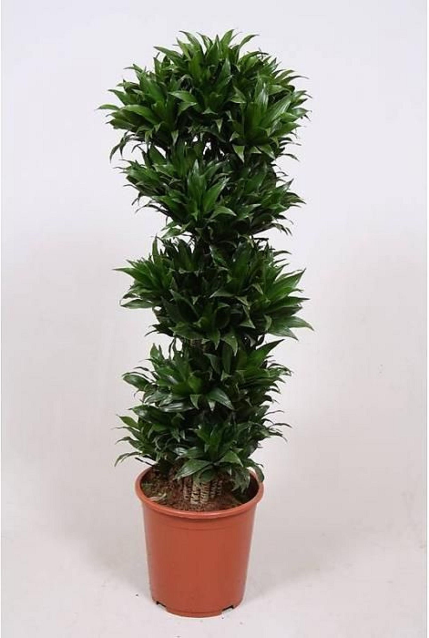 Изображение товара Декоративное растение Драцена фраг.ком. вертакт D32 H120 см