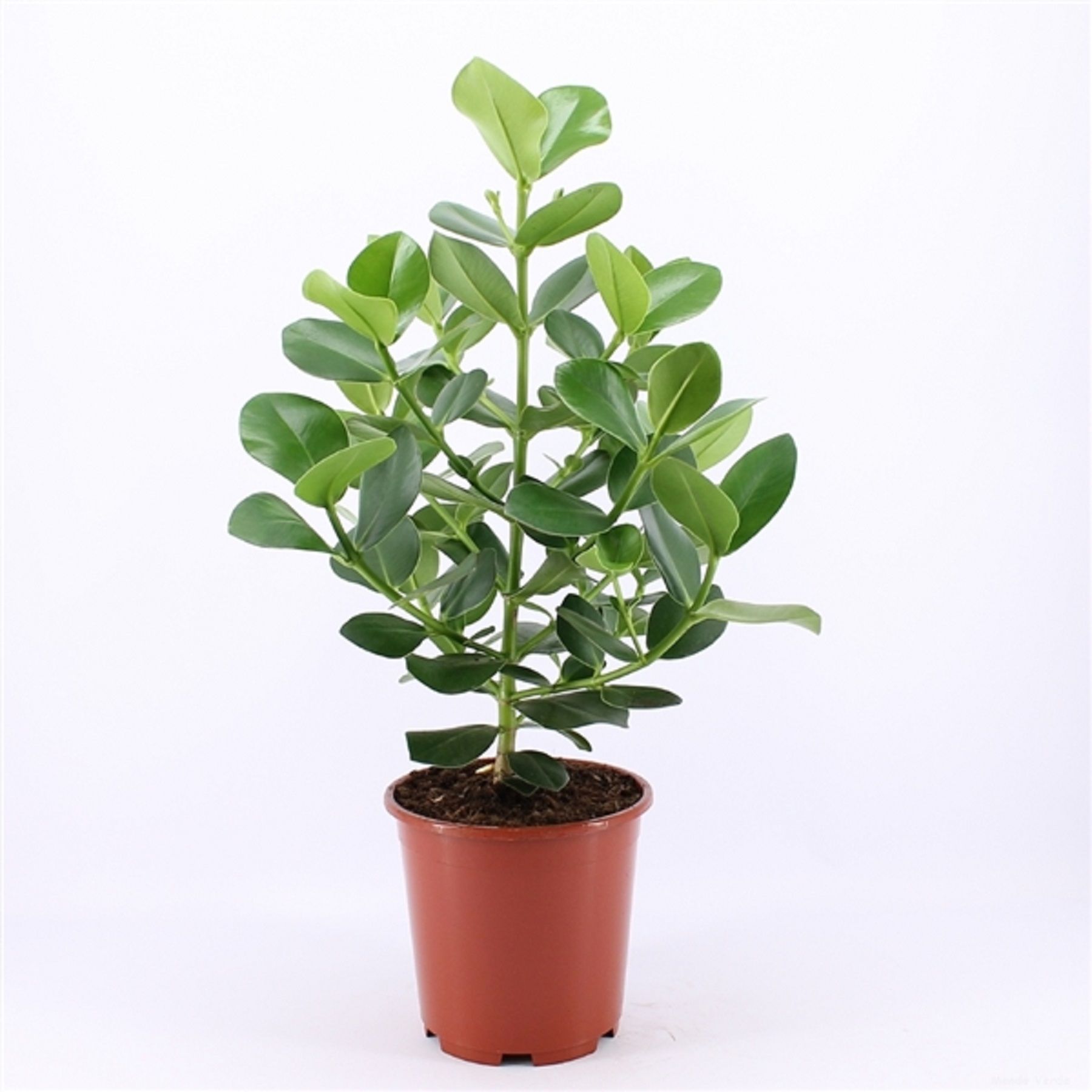 РастениеКлузиярозеаD24H150см