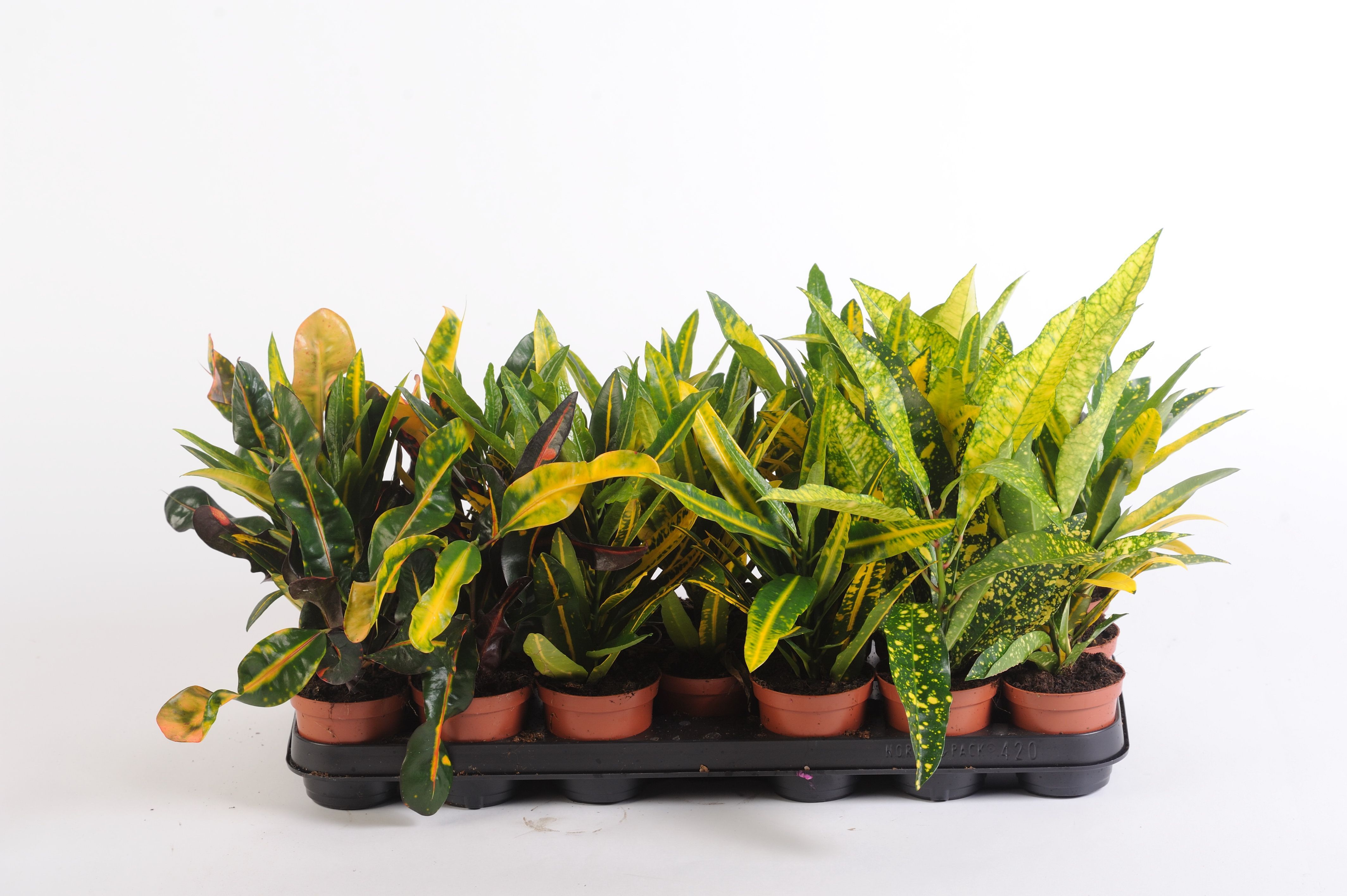 Изображение товара Растение Кодиеум варигатум микс D9 H15 см для интерьера и сада