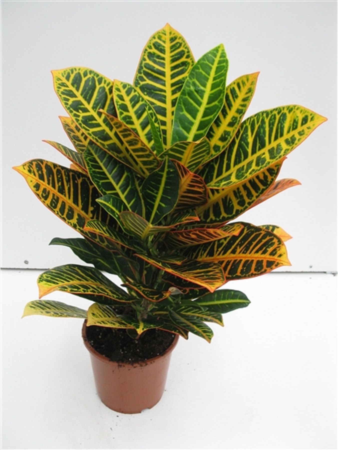 Изображение товара Растение Кодиеум варигатум петра D17 H60 - декоративное комнатное растение яркая зелень