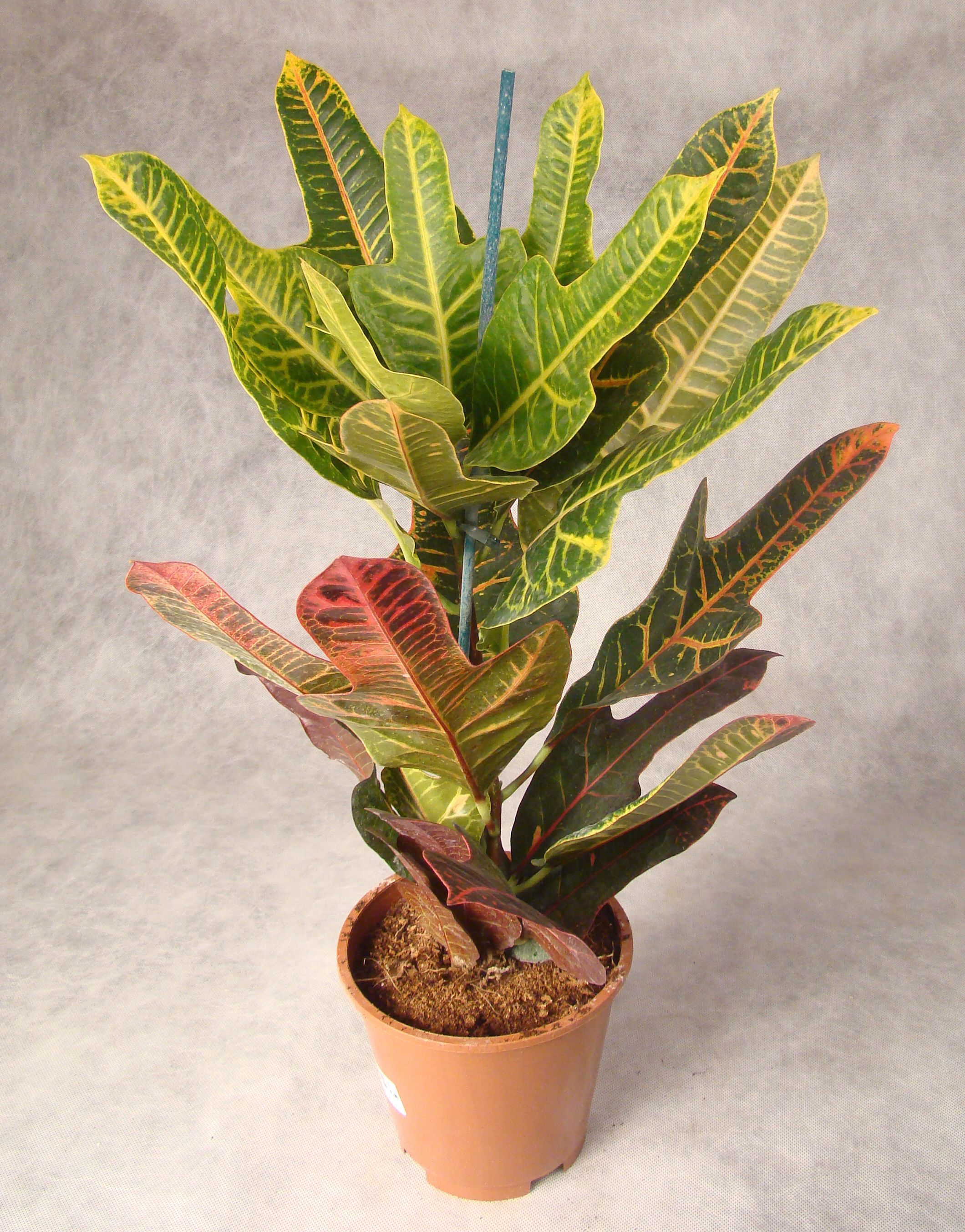 Изображение товара Растение Кодиеум варигатум эксцеллент D17 H70 см для украшения интерьера