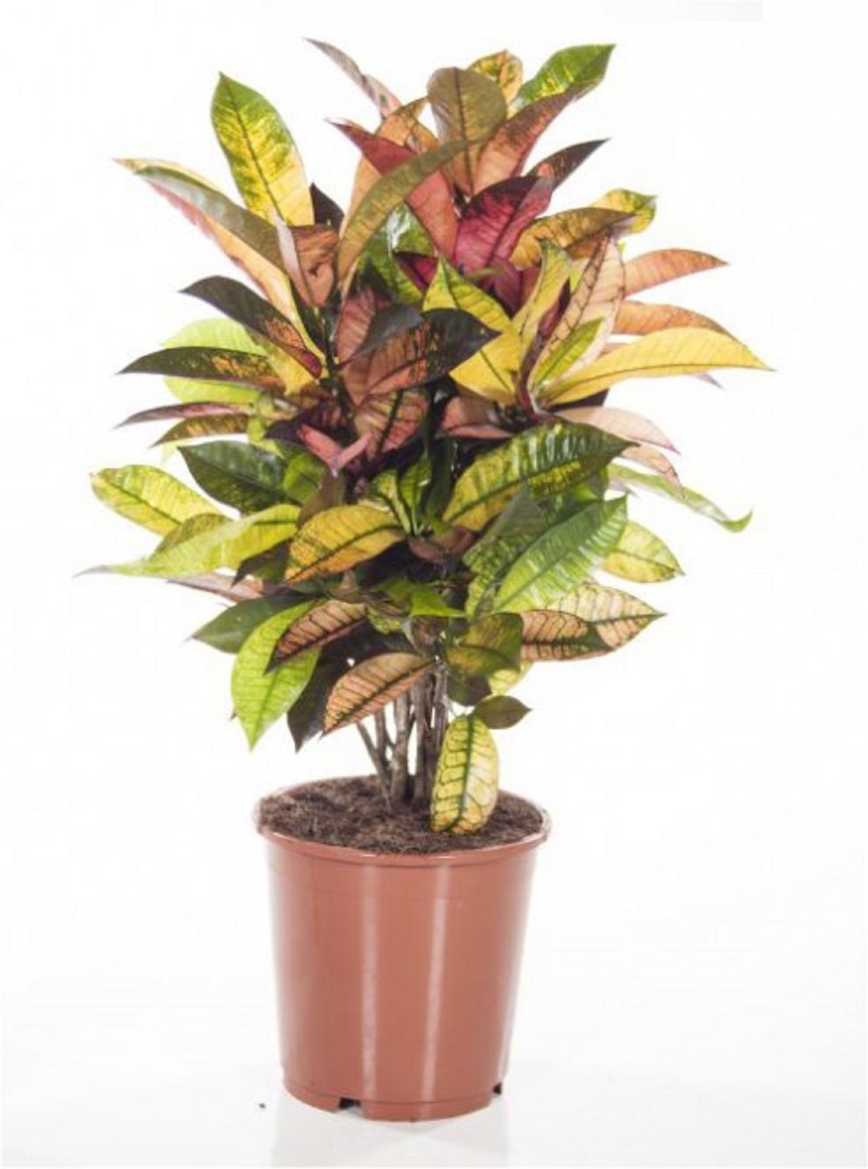 Изображение товара Растение Кодиеум миссис айстон D21 H100 см декоративное комнатное растение