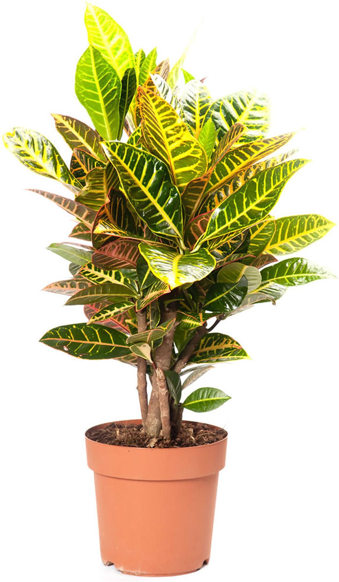 Изображение товара Растение Кодиеум эксцеллент 3 ствола D24 H90 см - декоративное растение