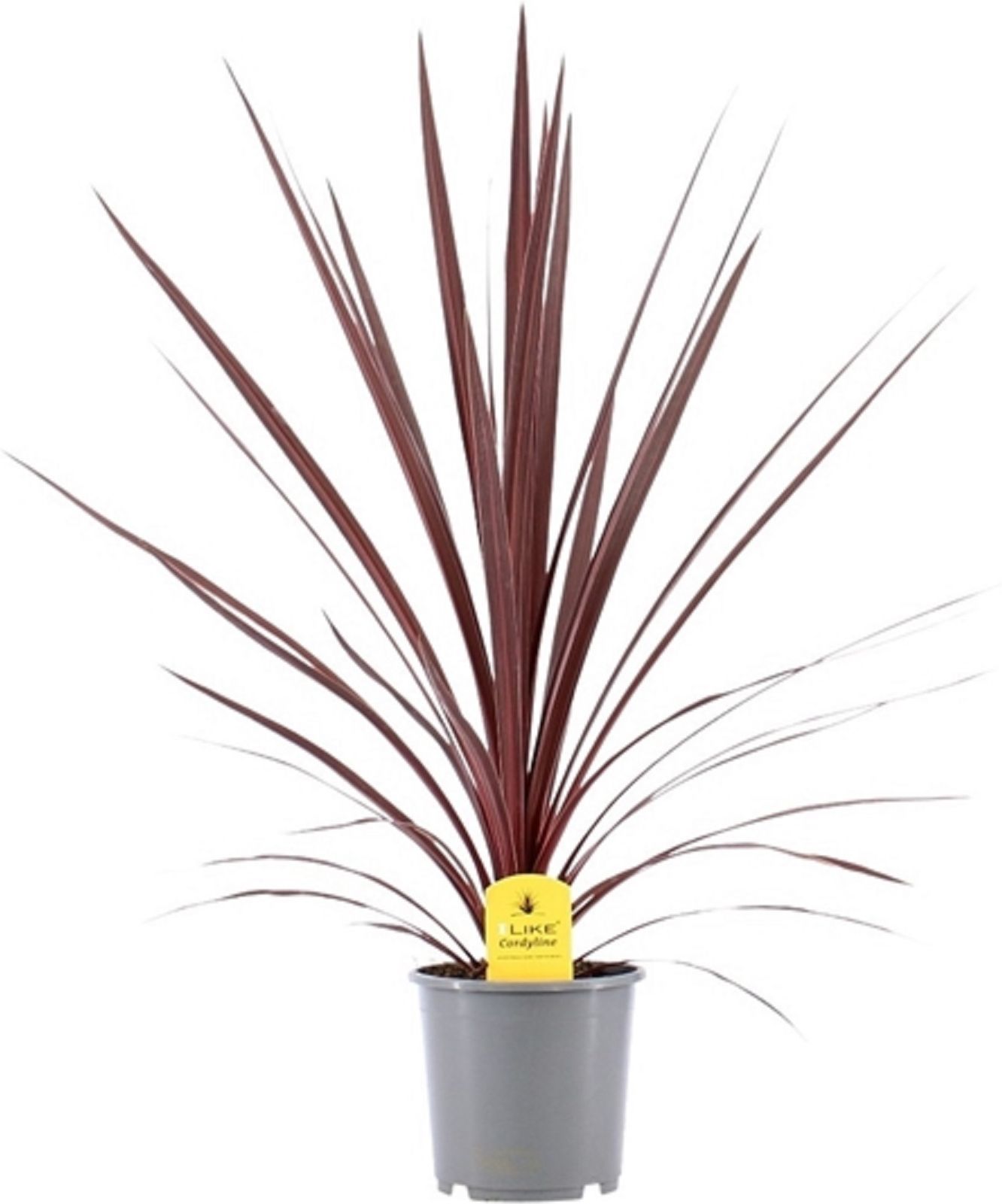 Изображение товара Растение кордилина аустралис красная D17 H80 см