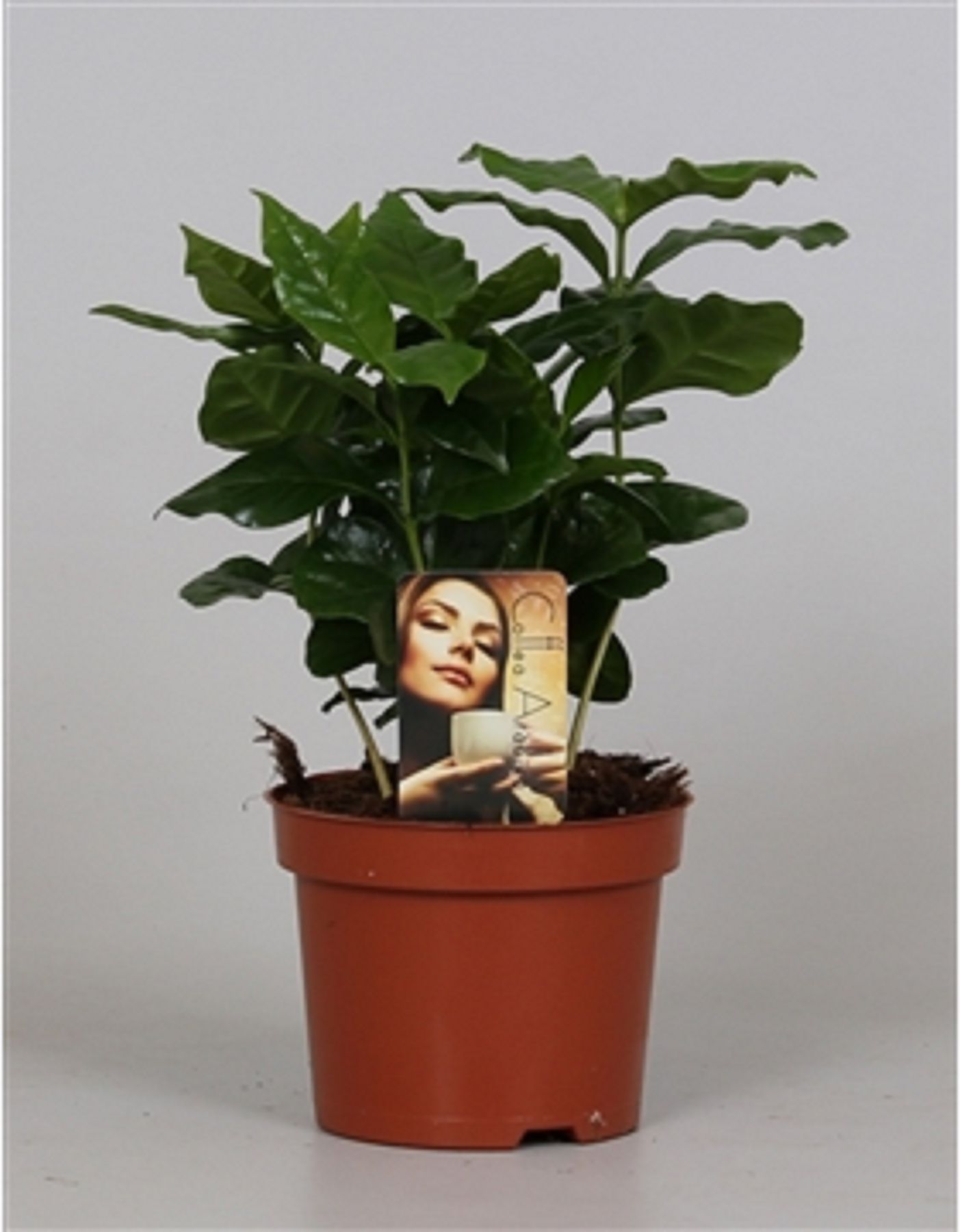 Изображение товара Растение Кофе арабика D12 H25 см - домашний уют и свежесть