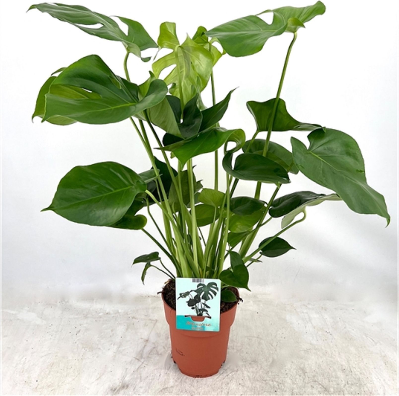 Изображение товара Растение монстера делициоза D19 H80 см в упаковке 190 мм