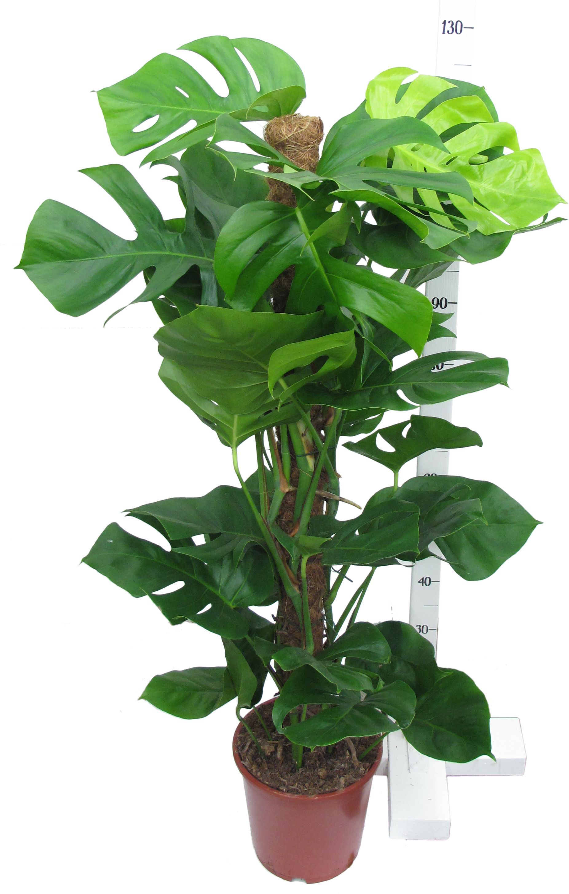 Изображение товара Декоративное растение монстера делициоза D24 H120 см для интерьера