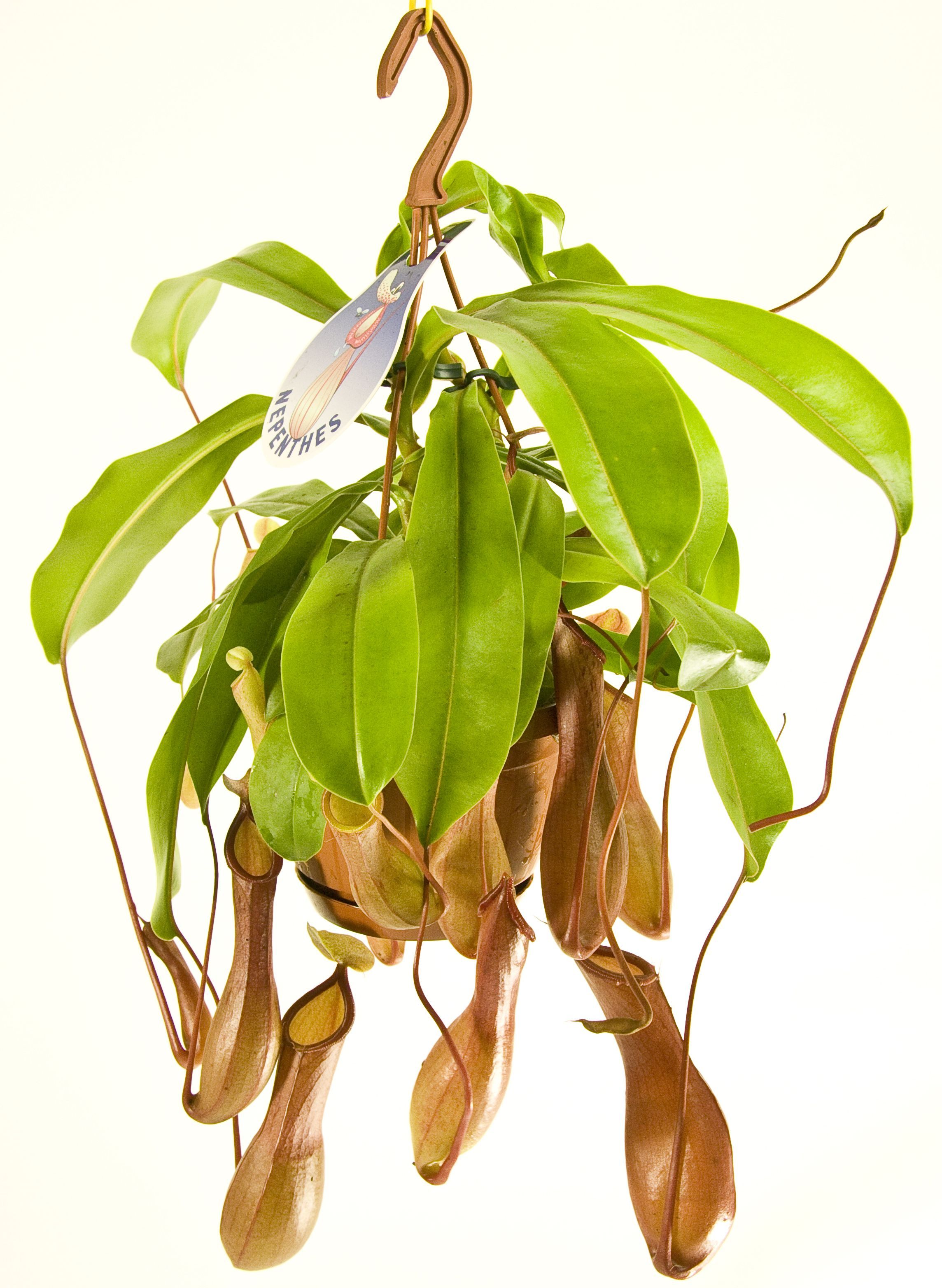 Изображение товара Растение непентес D12 H30 см