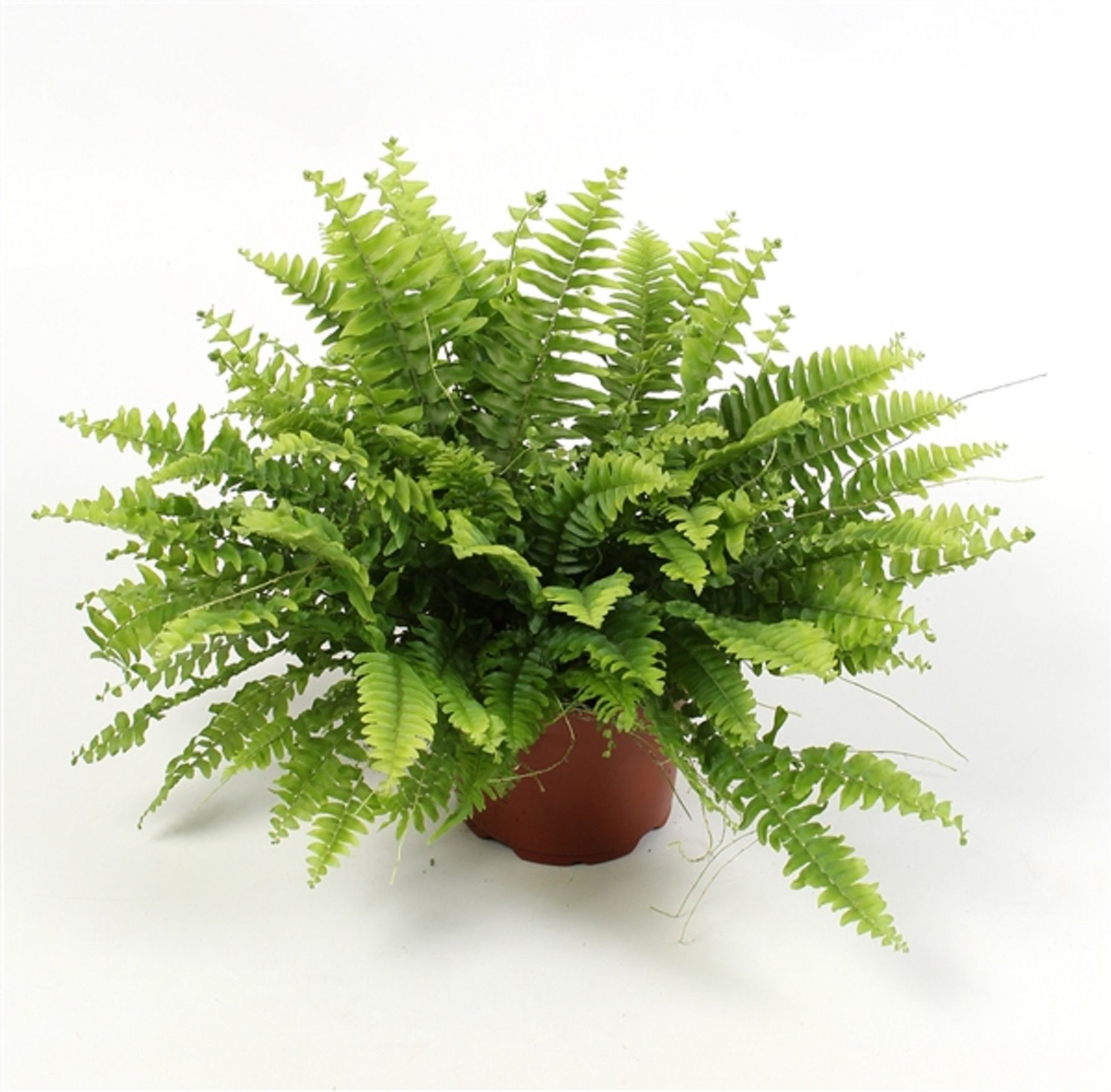 Изображение товара Растение нефролепис бостон в горшке 12 см высотой 35 см для интерьера