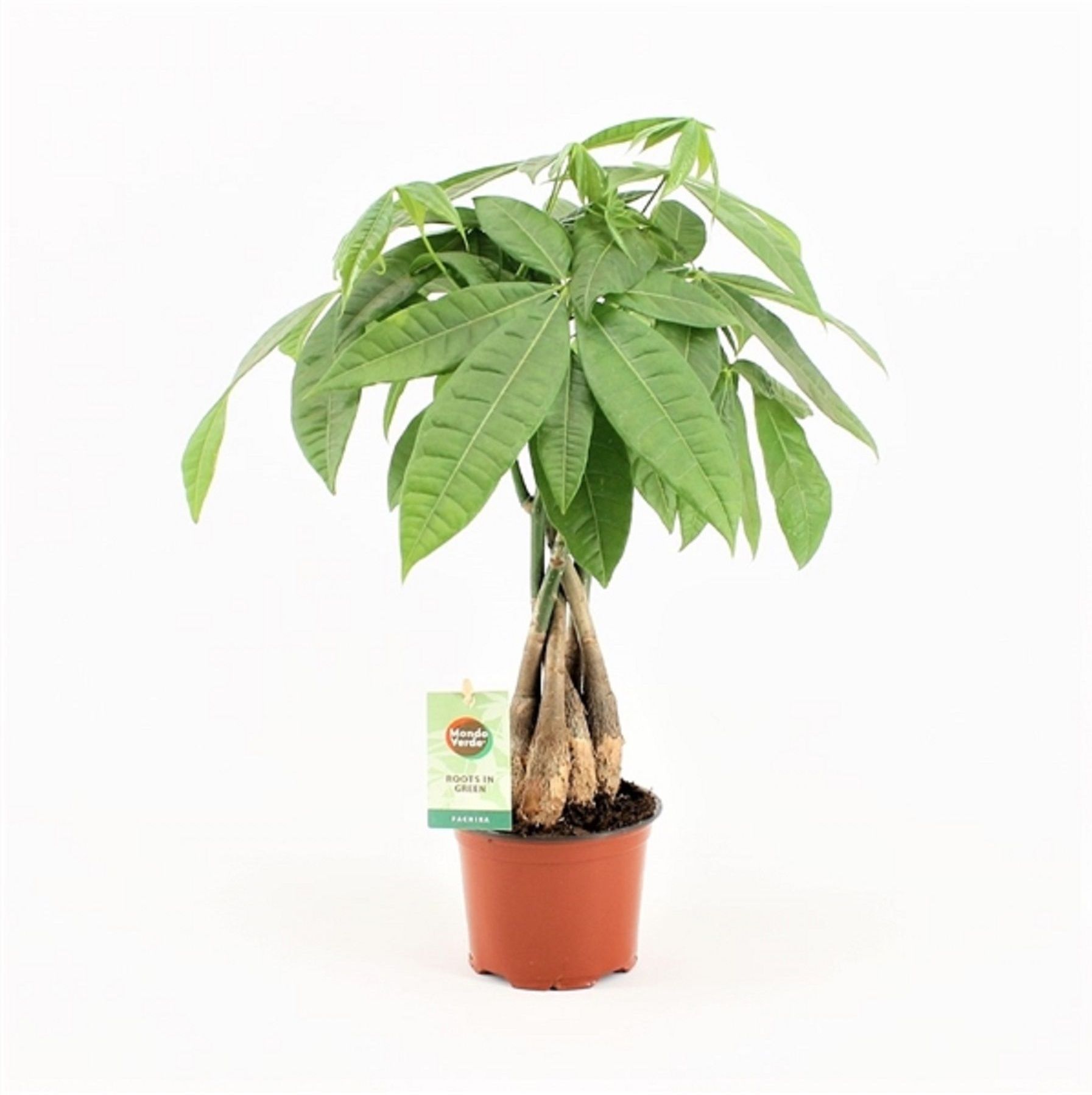 Изображение товара Растение пахира акватика D15 H60 см