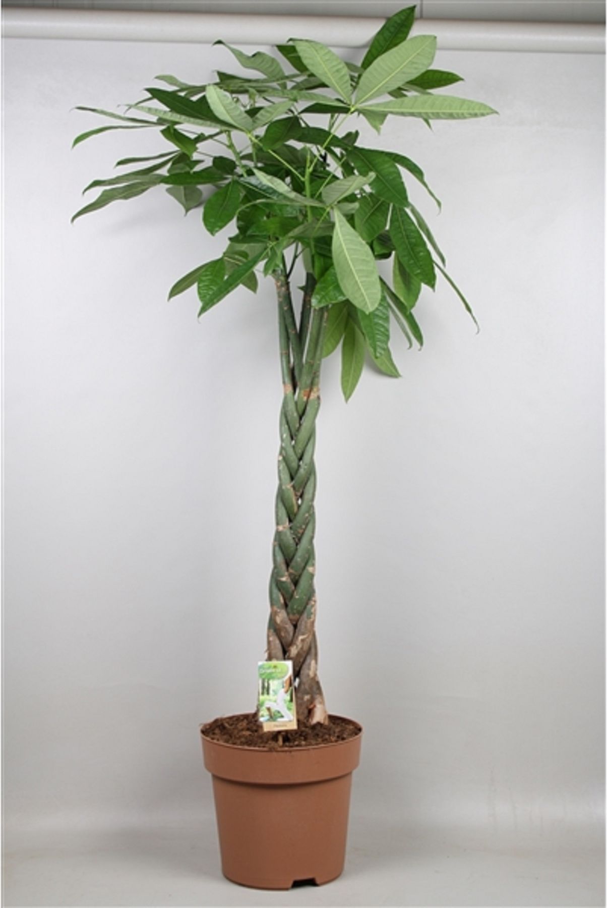 Изображение товара Искусственное растение пахира акватика косичка D24 H135 см для интерьера и террариума