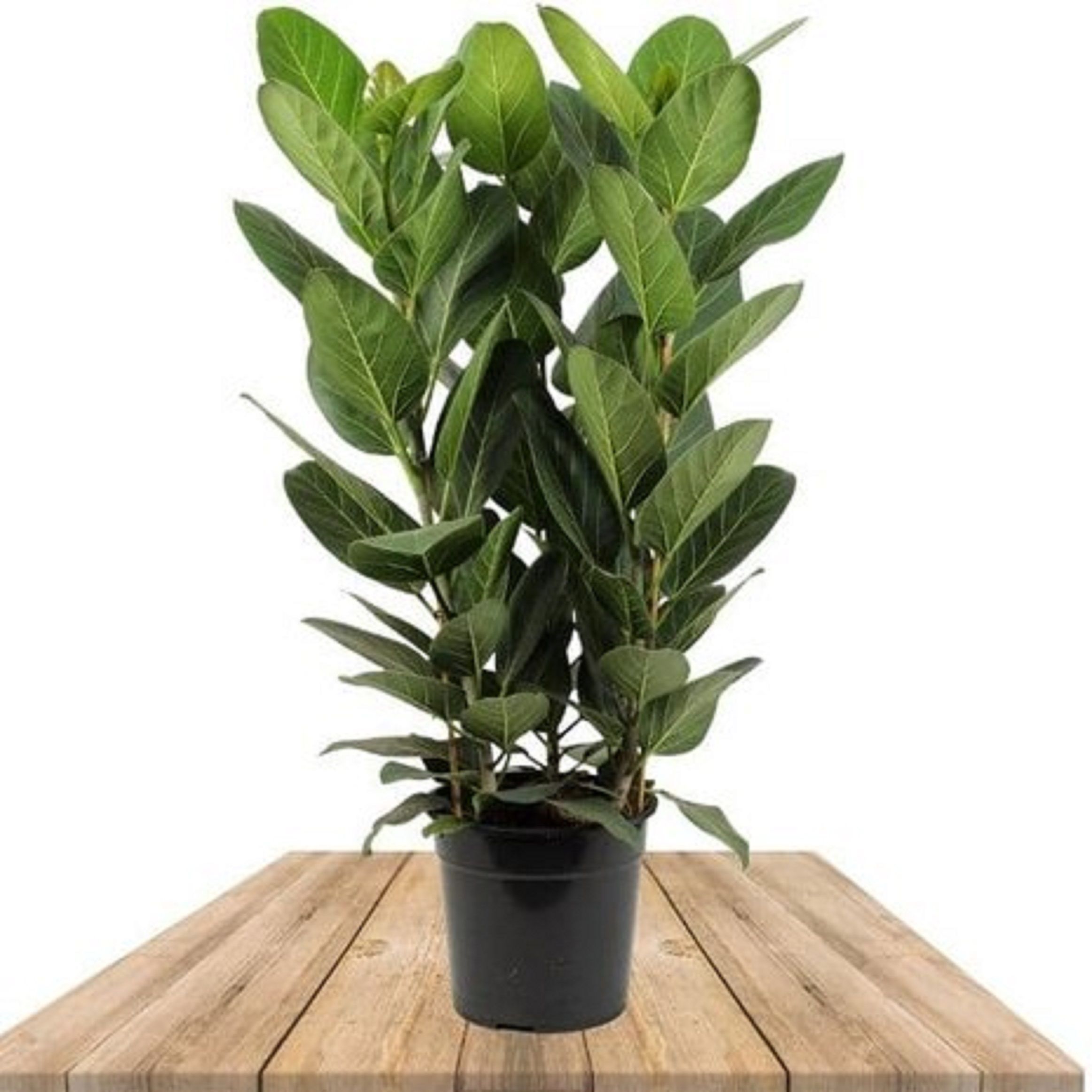 Изображение товара Растение Фикус бенгальский Андрю D27 H100 см - декоративное растение для интерьера и сада